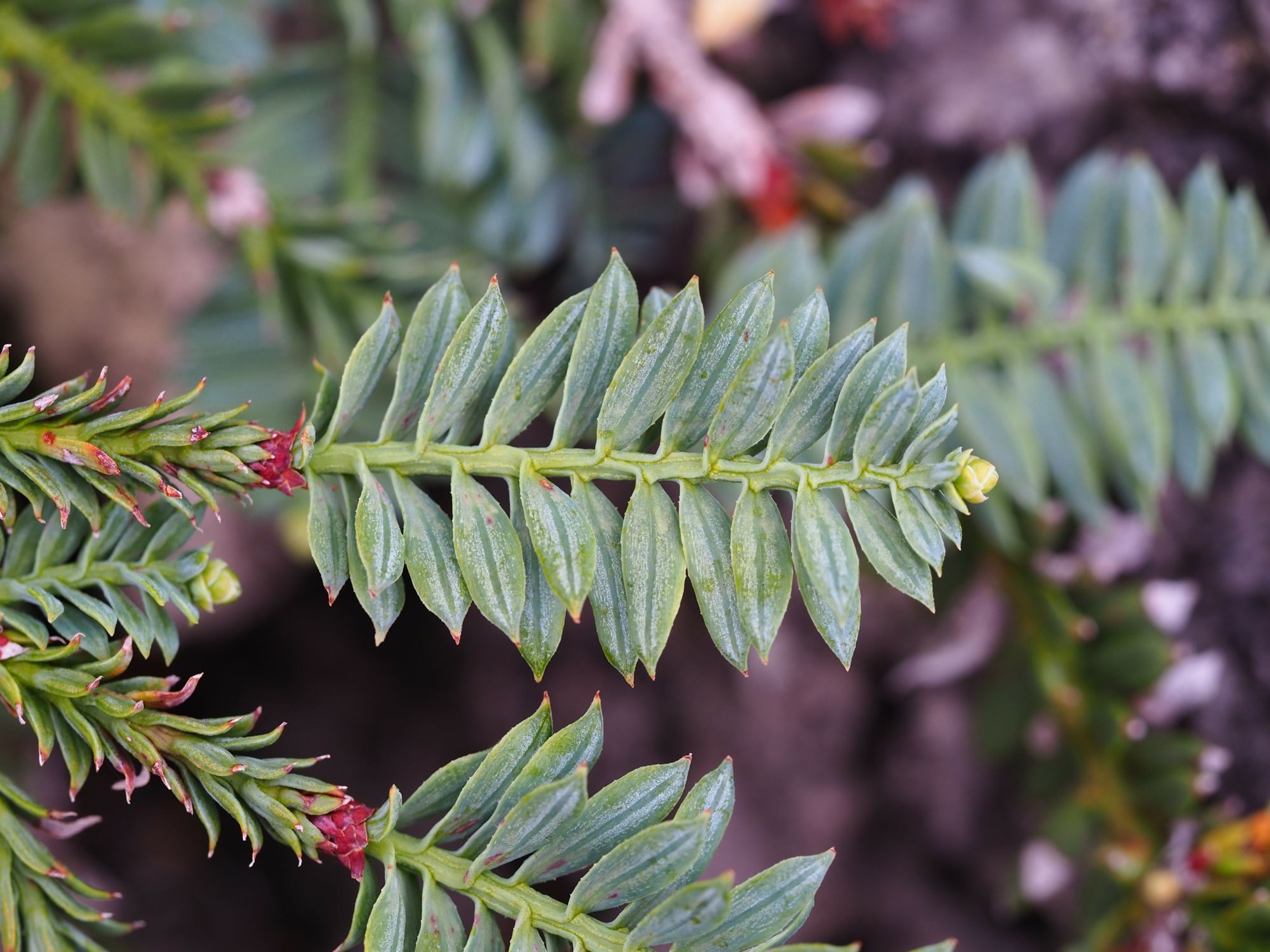 Image of Sequoia sempervirens 'Prostrata'