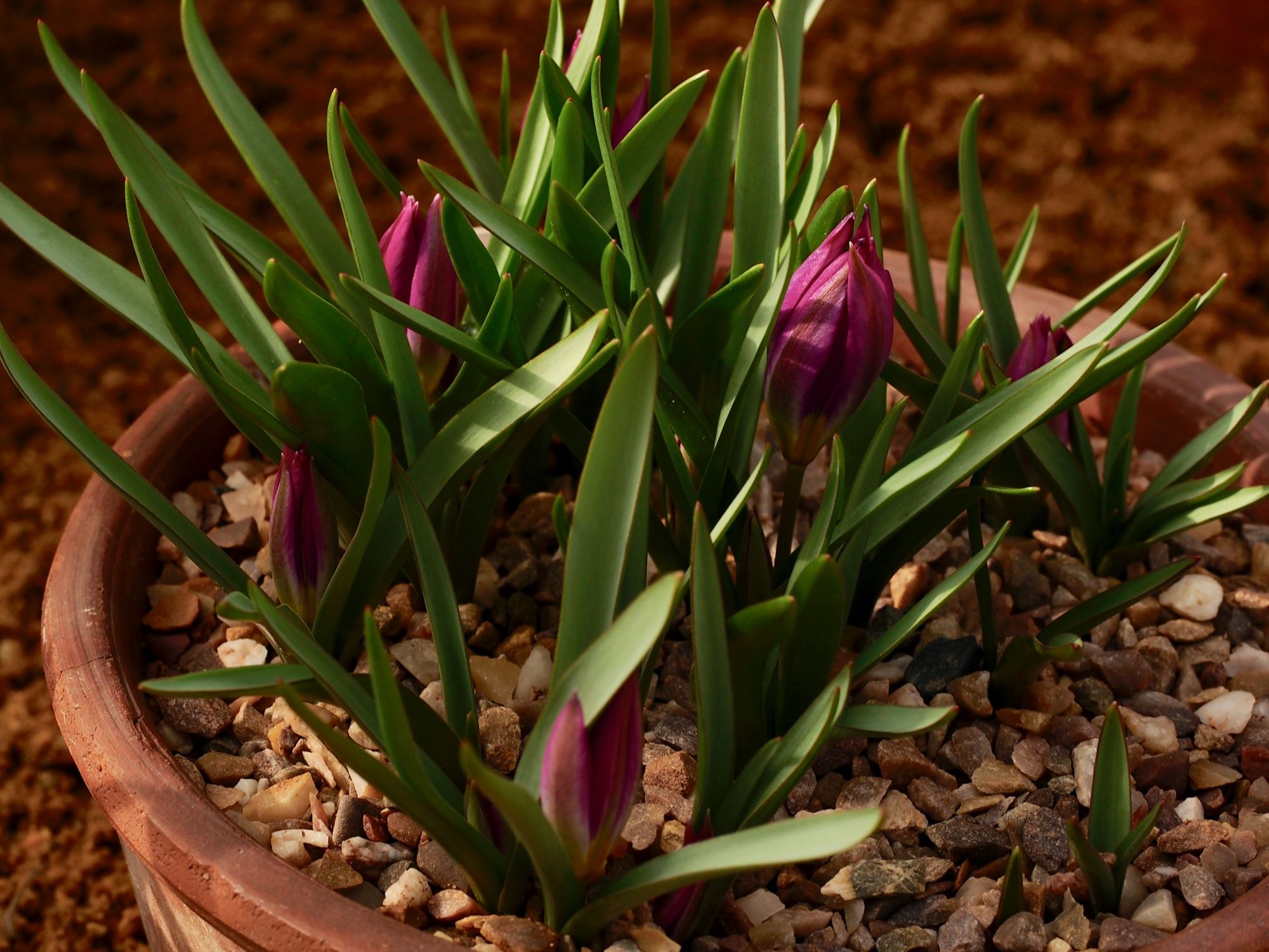 Image of Tulipa humilis Pulchella Group