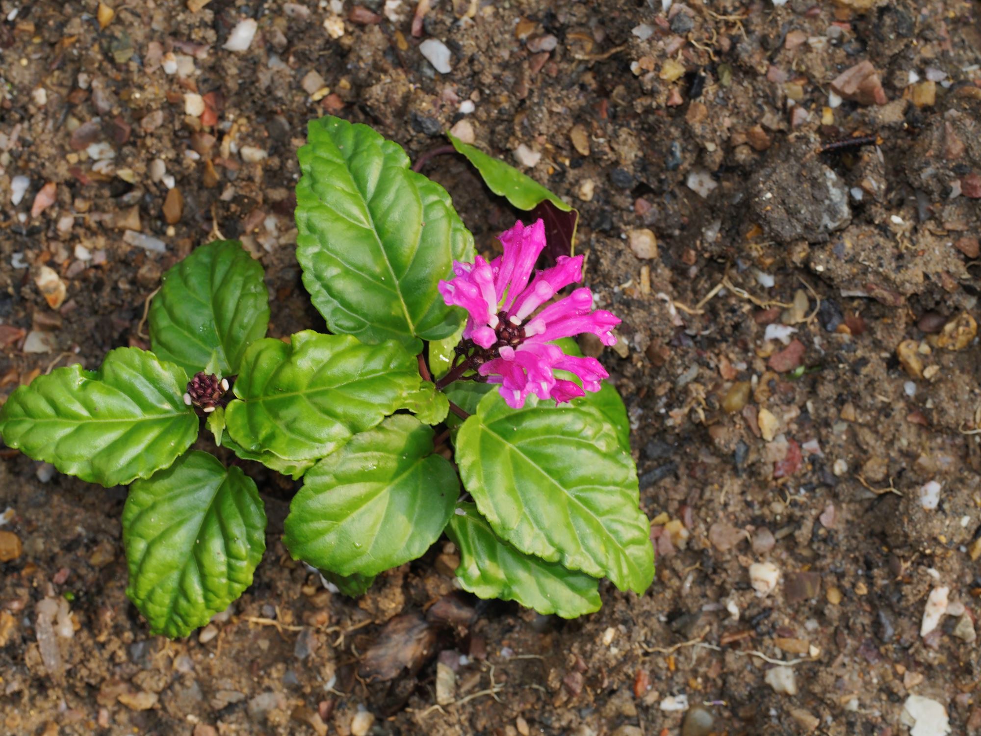 Image of Scutellaria coccinea