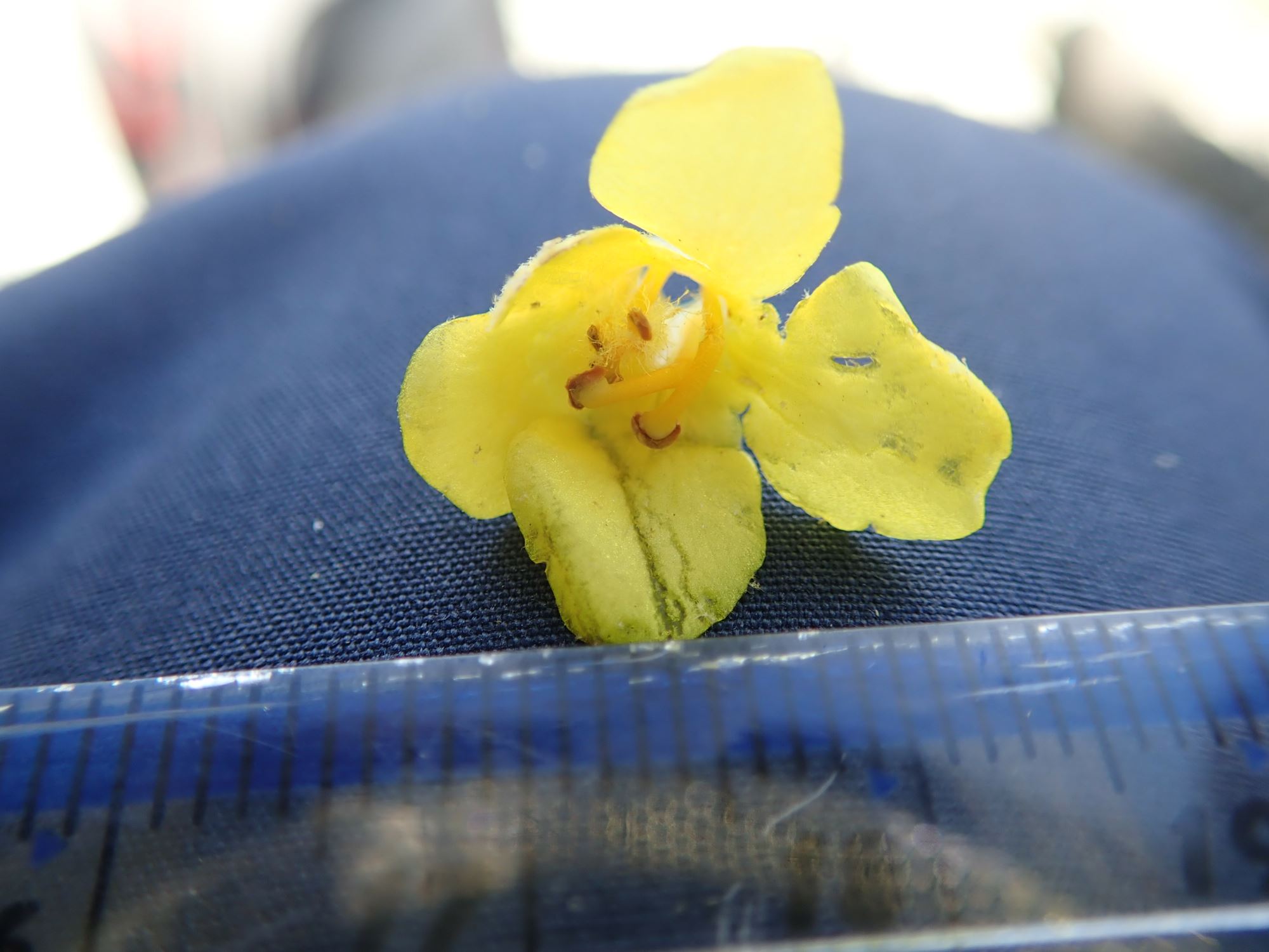 Image of Verbascum thapsus