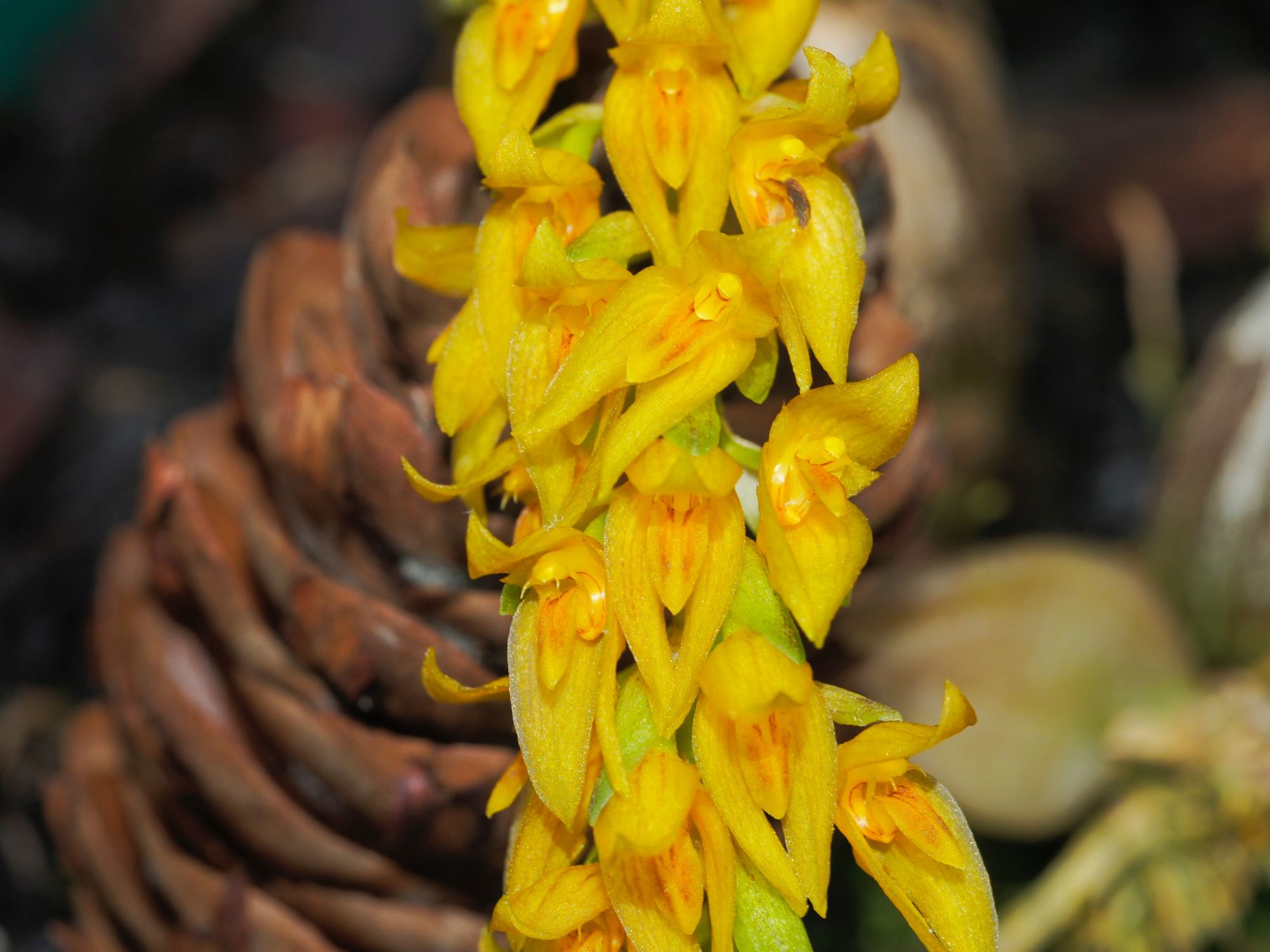 Image of Bulbophyllum elassonotum [Dark form]