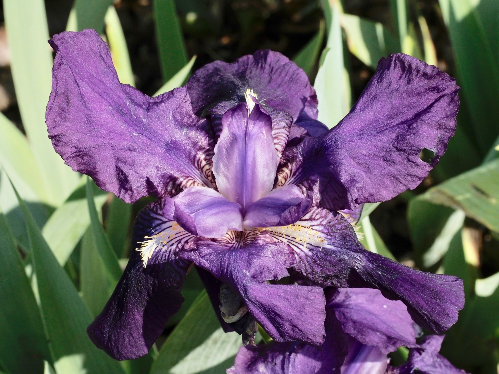 Image of Iris germanica