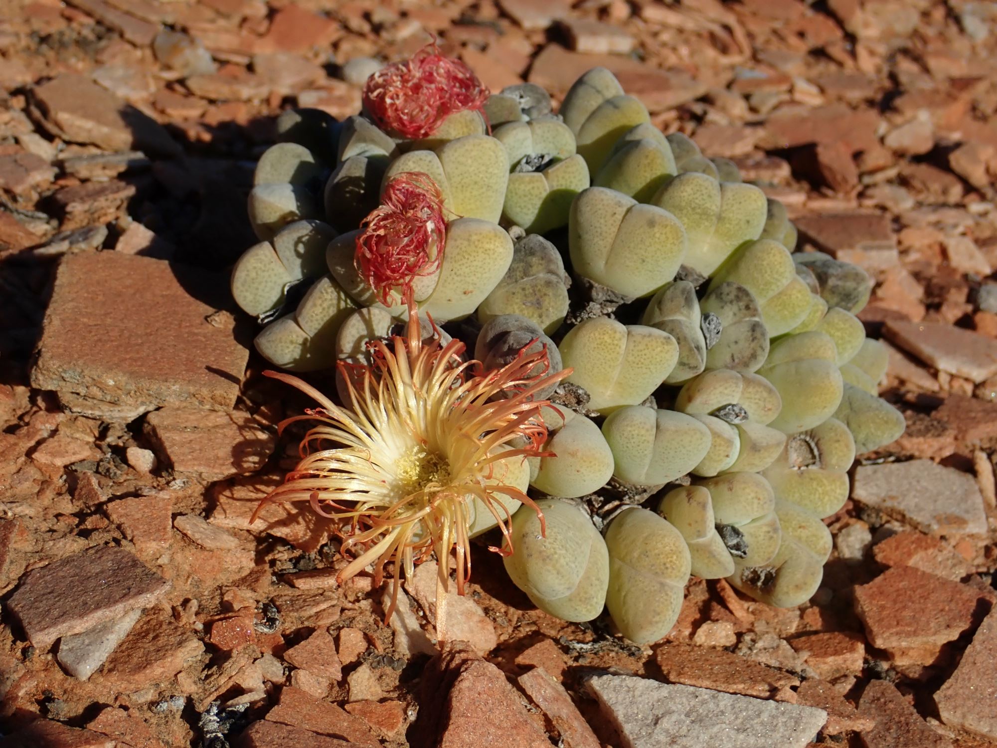 Image of Cheiridopsis pillansii