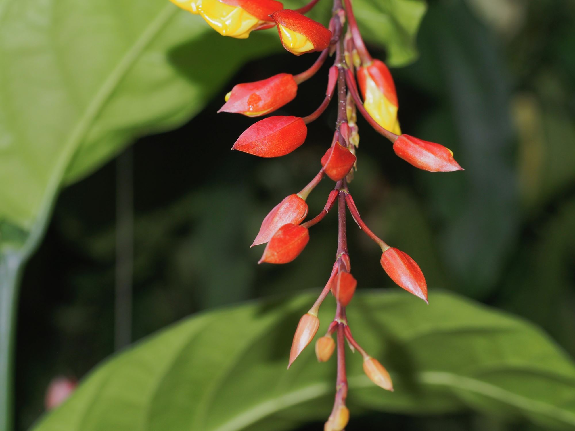Image of Thunbergia mysorensis