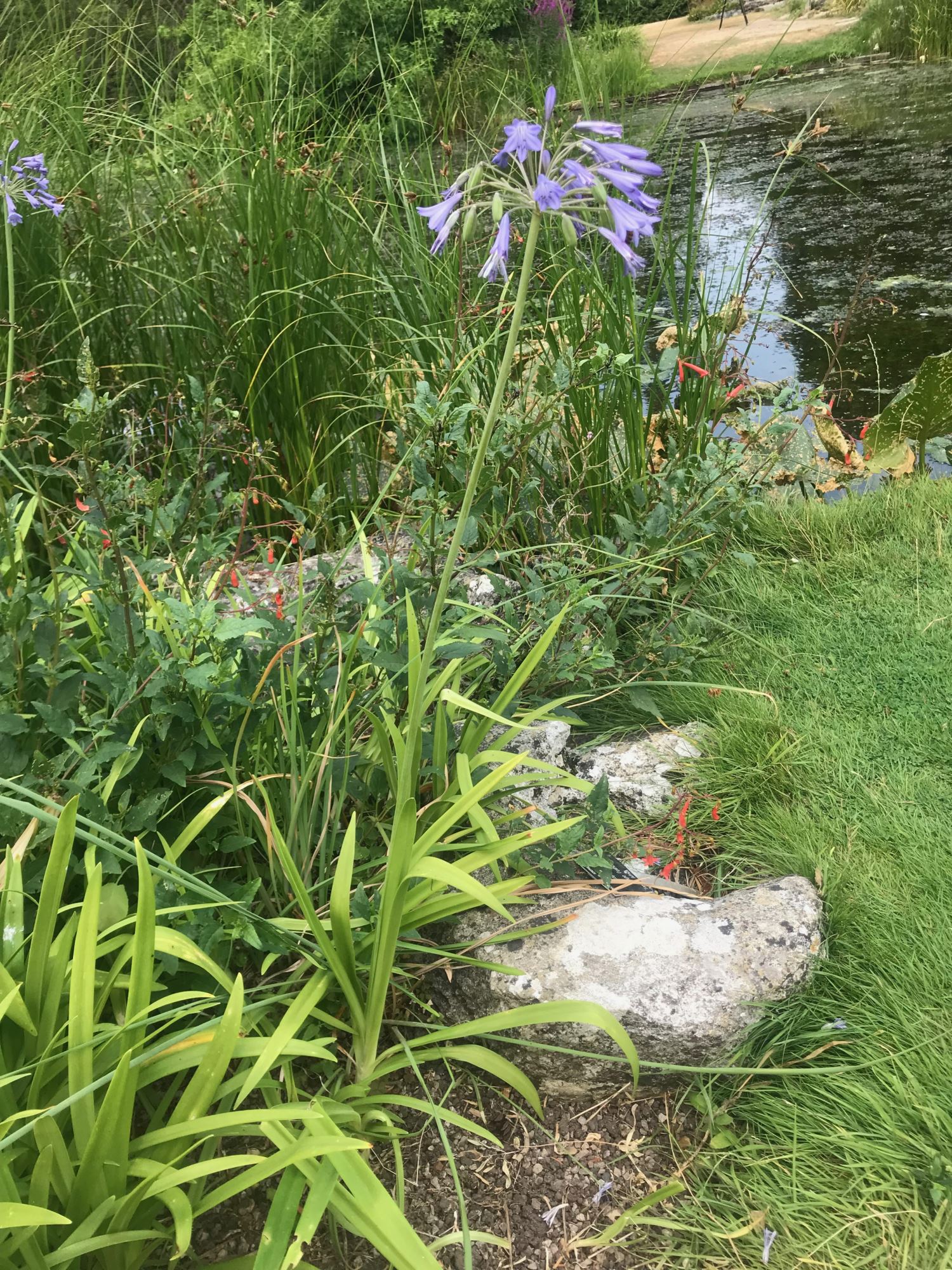 Image of Agapanthus africanus subsp. africanus