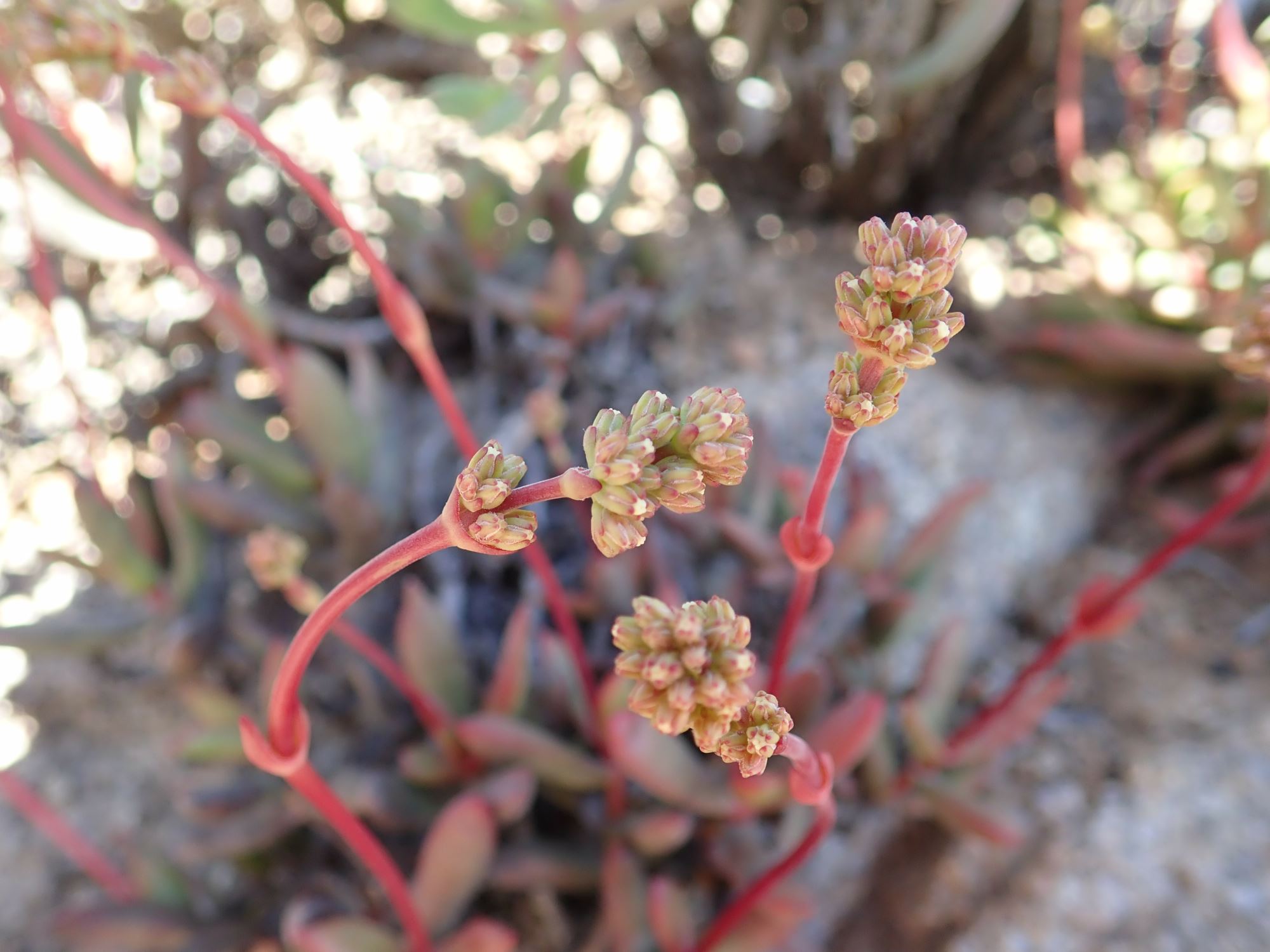 Image of Crassula subacaulis subsp. erosula