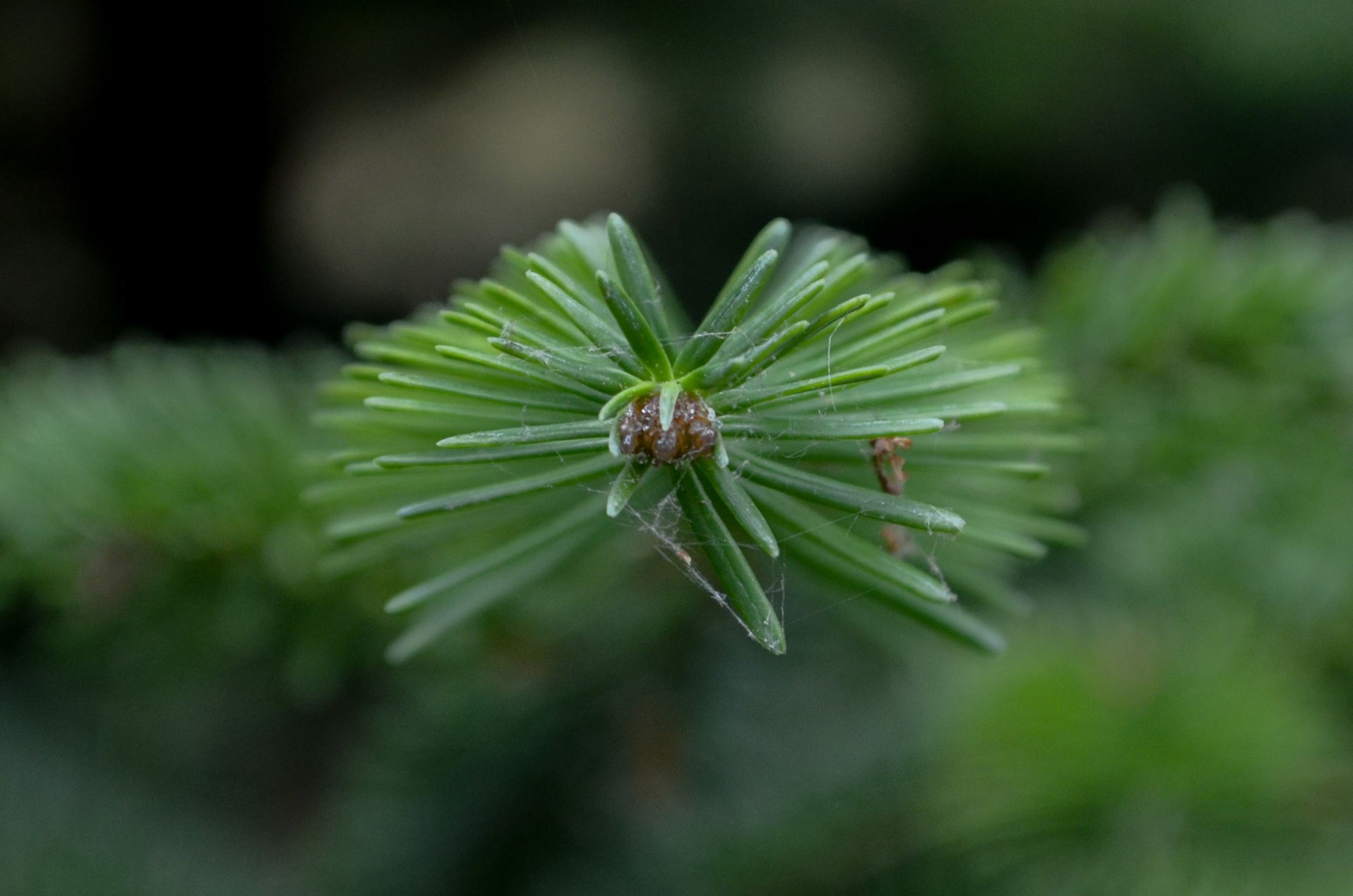 Image of Abies Ã— phanerolepis