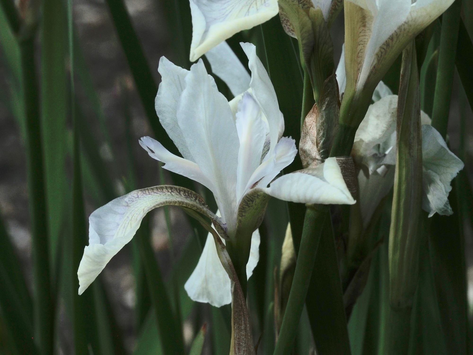Image of Iris sibirica 'Alba'