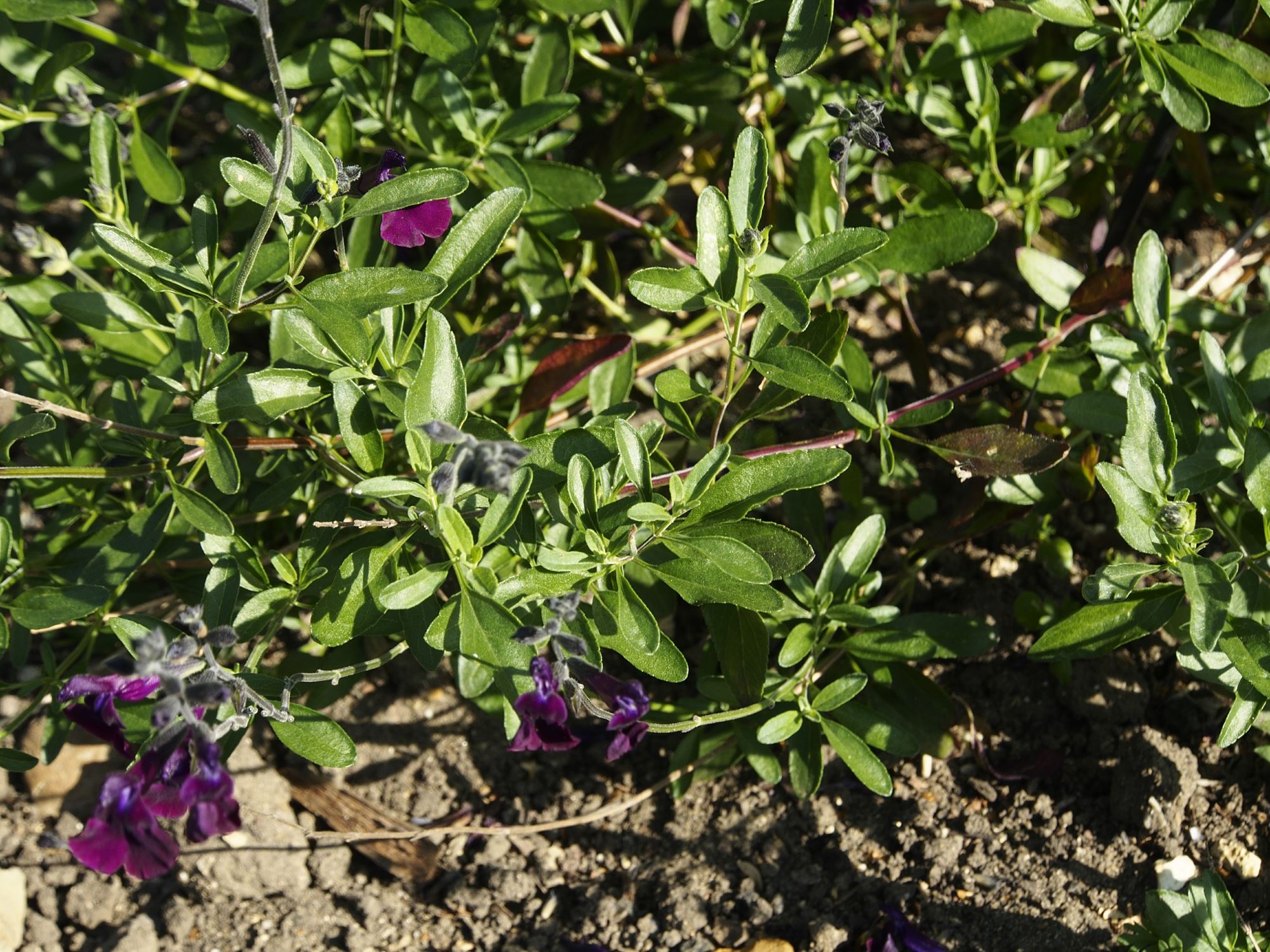 Image of Salvia 'Nachtvlinder'