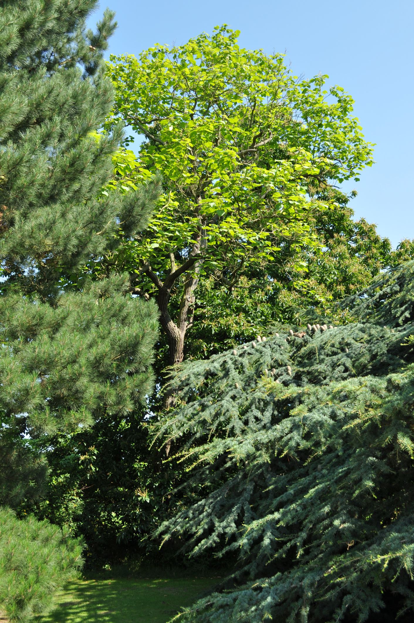Image of Catalpa ovata