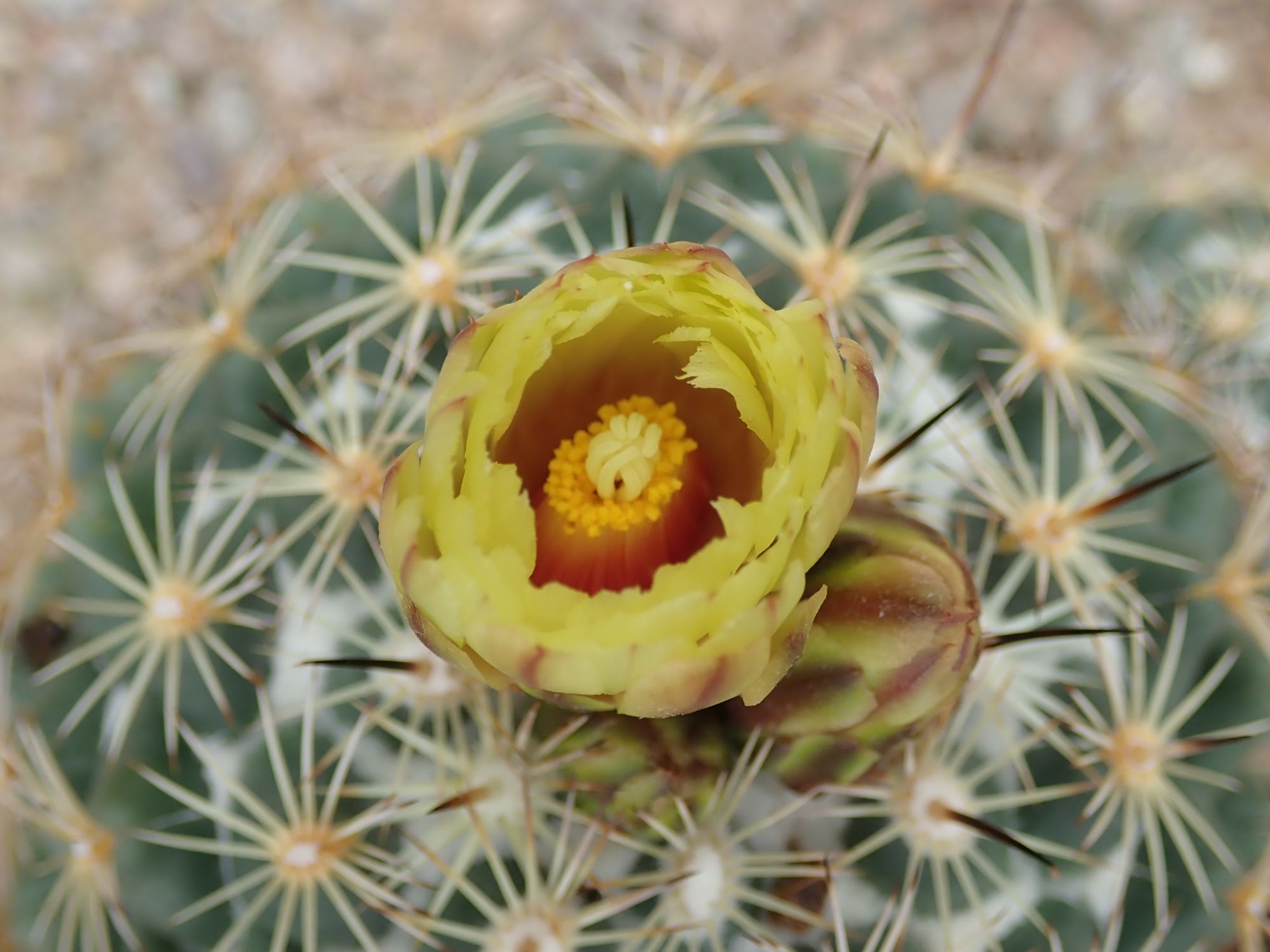 Image of Coryphantha cornifera