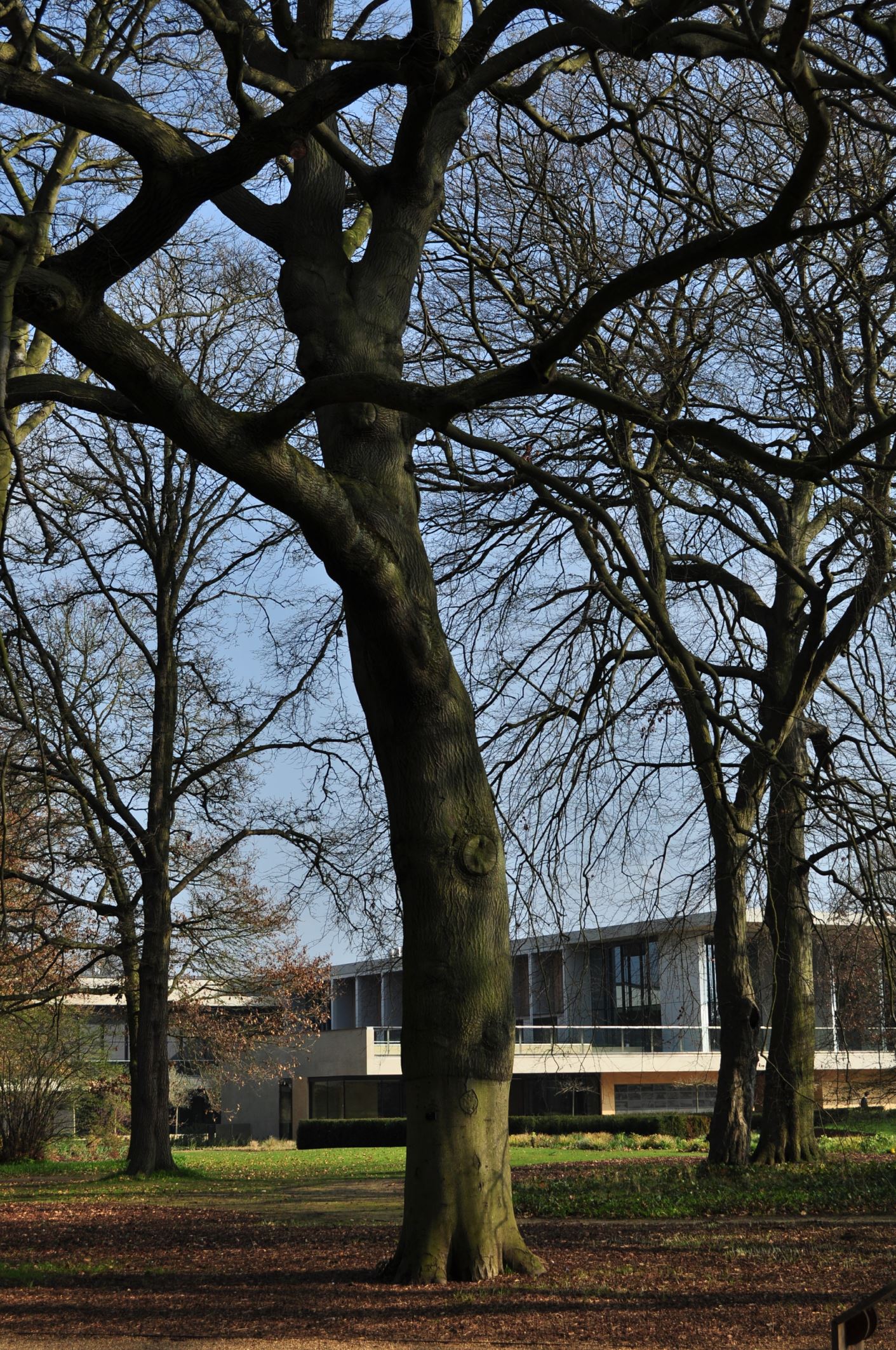 Image of Fagus sylvatica 'Miltonensis'