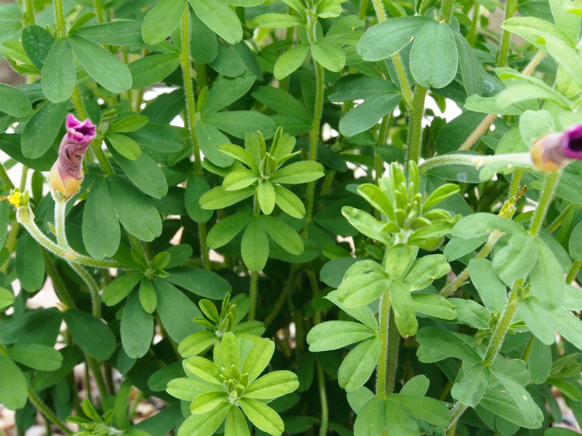 Image of Oxalis hirta
