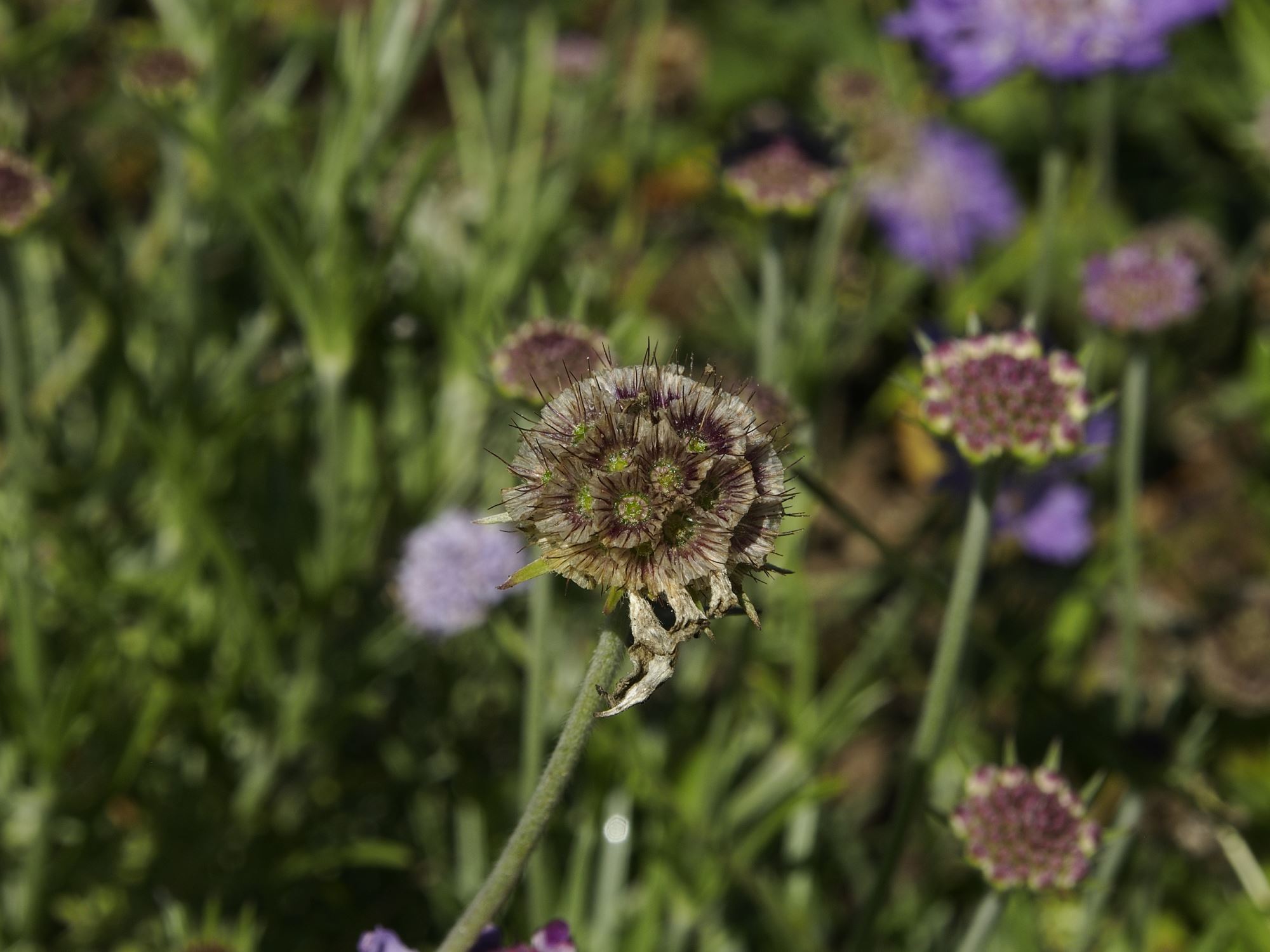 Image of Lomelosia graminifolia