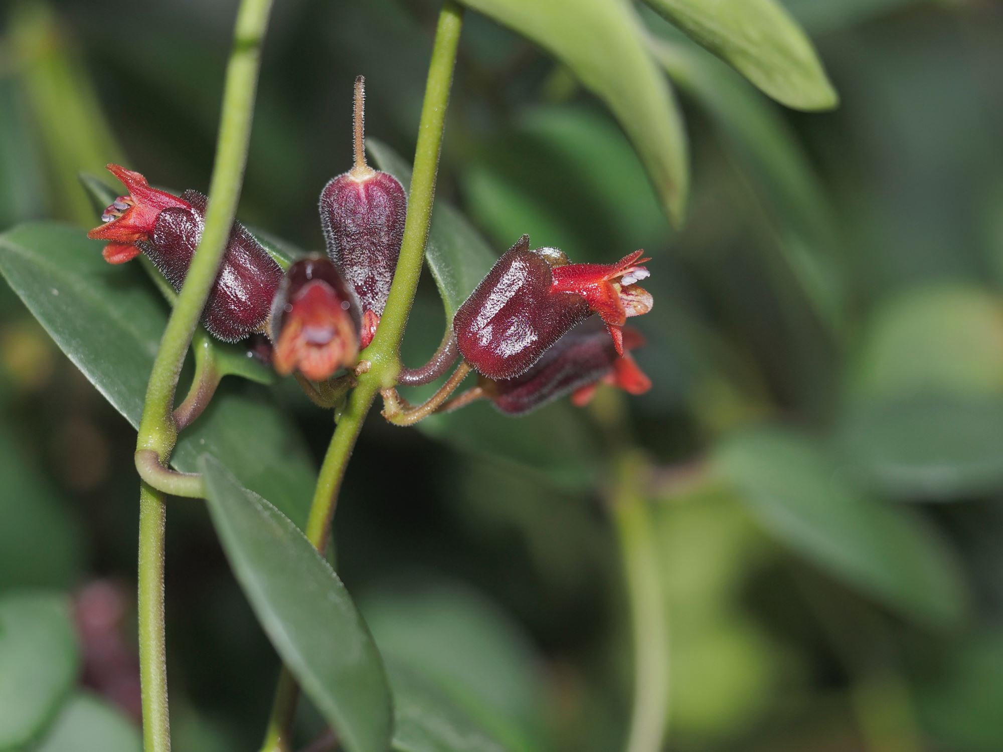 Image of Aeschynanthus praelongus