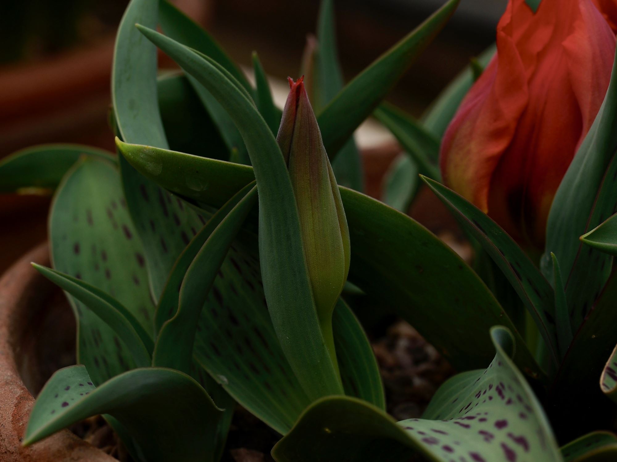 Image of Tulipa greigii