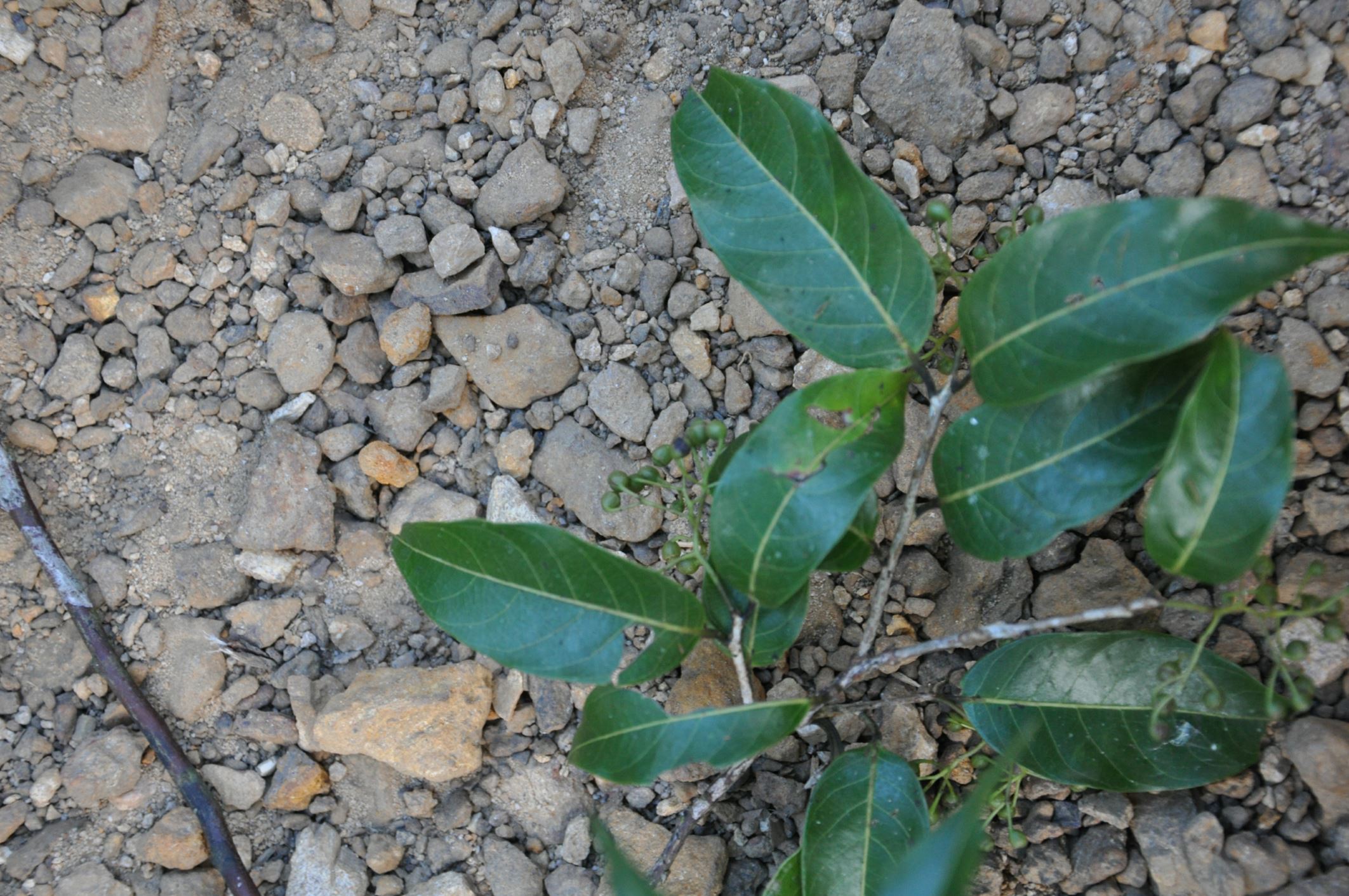 Image of Huodendron tibeticum