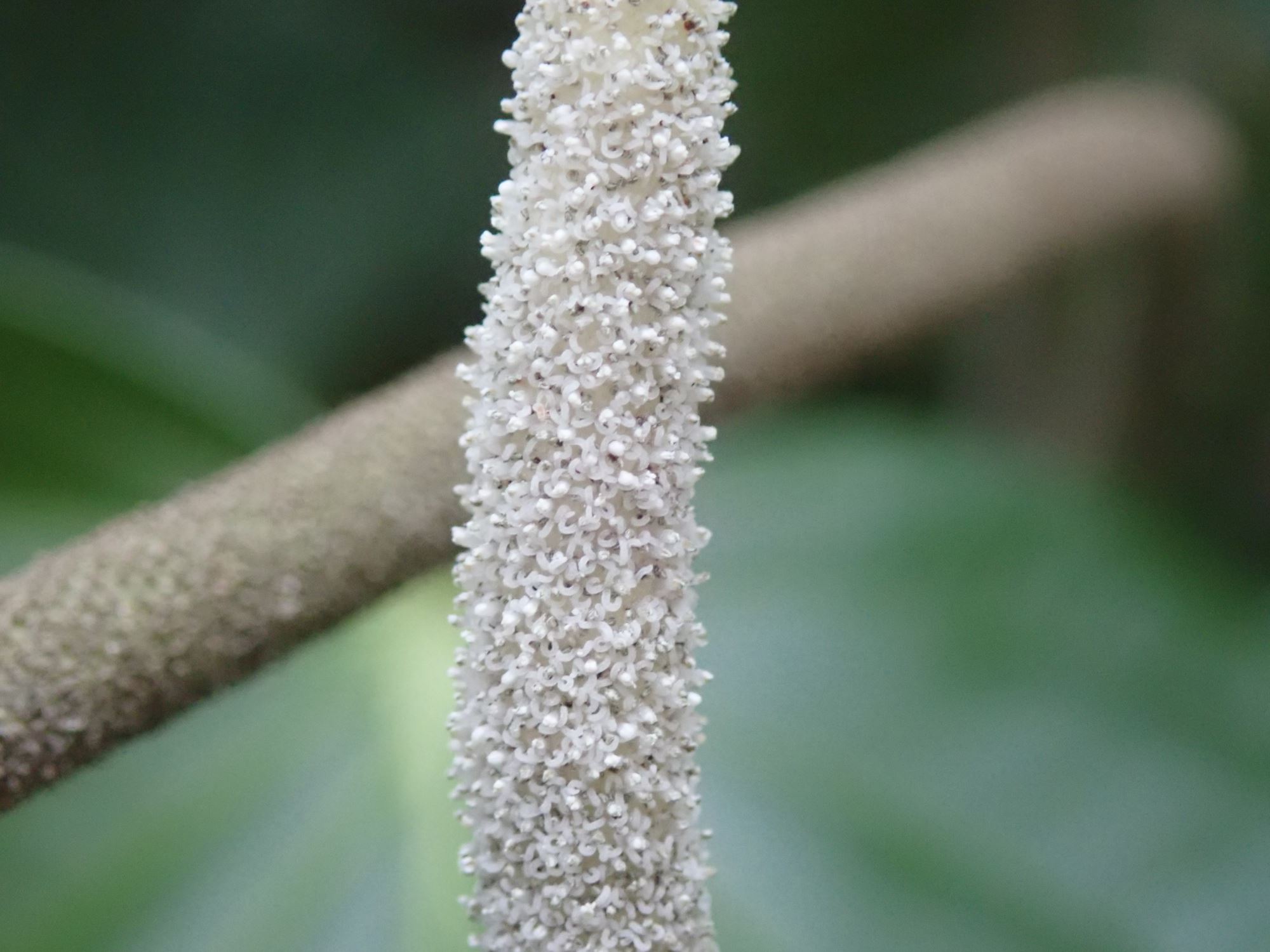 Image of Piper auritum