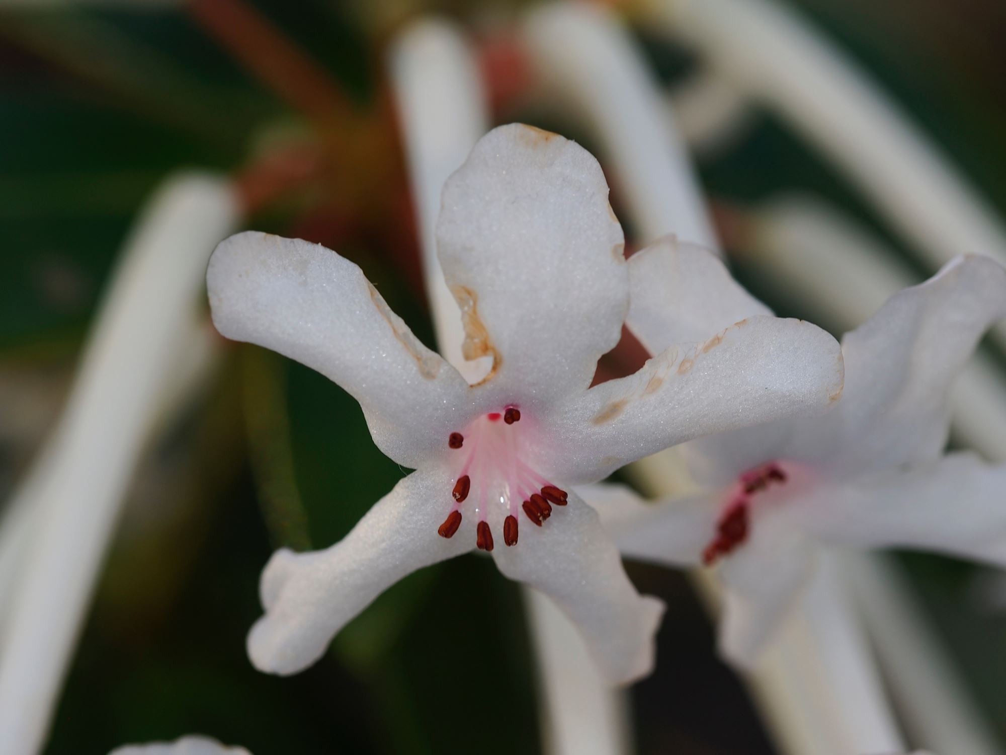 Image of Rhododendron jasminiflorum subsp. jasminiflorum