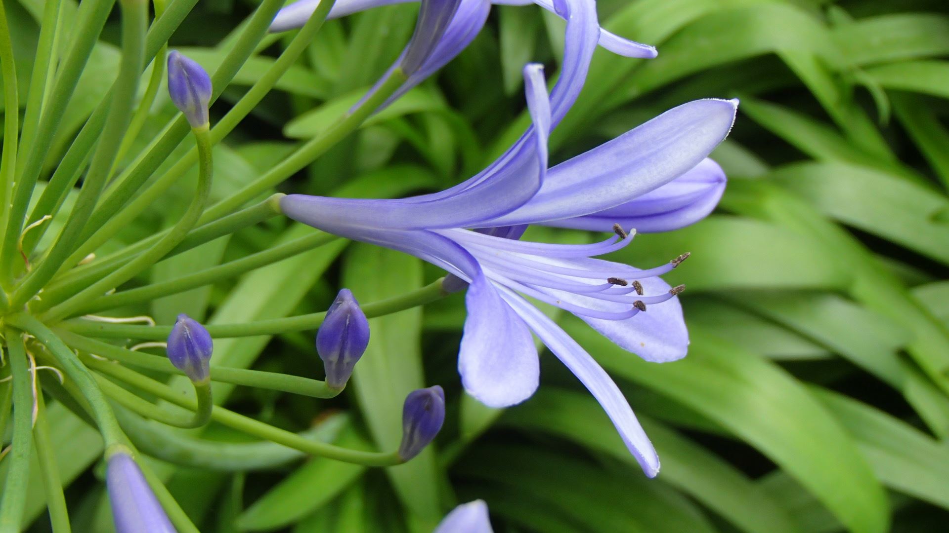 Image of Agapanthus praecox subsp. praecox