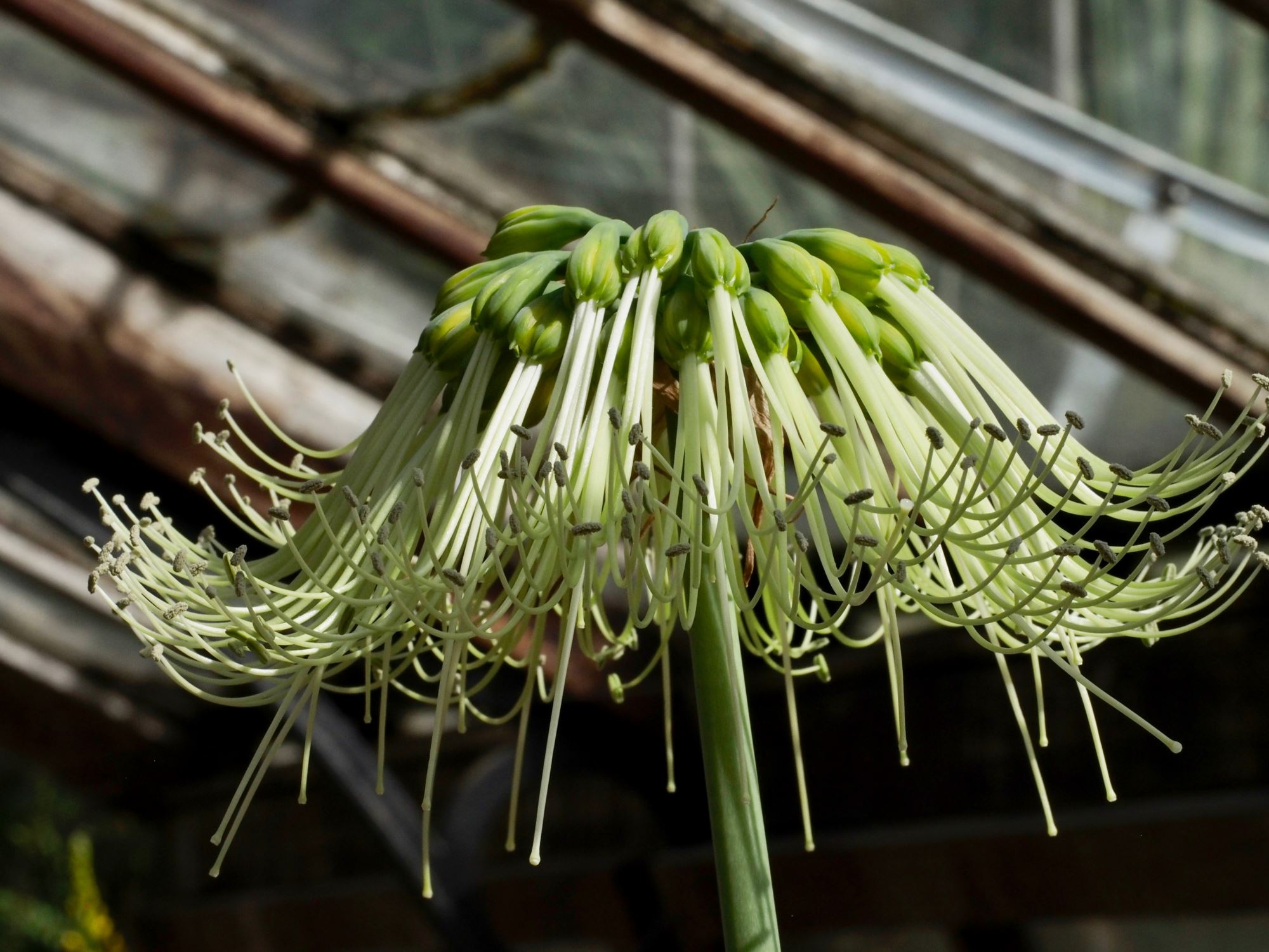 Image of Eucrosia mirabilis