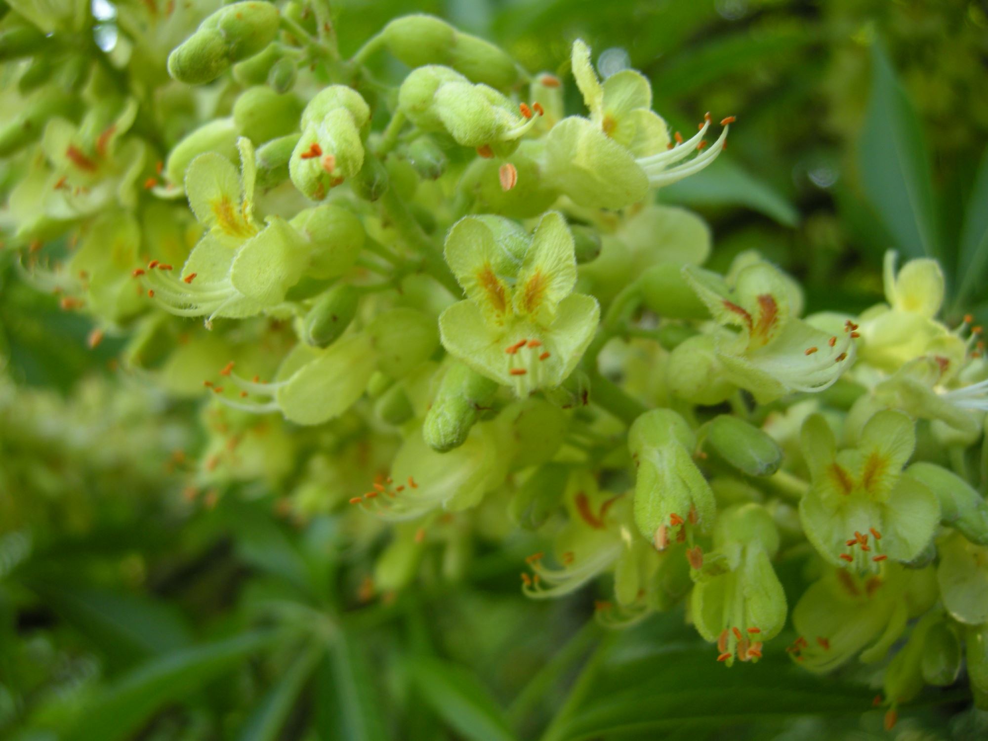 Image of Aesculus glabra var. arguta