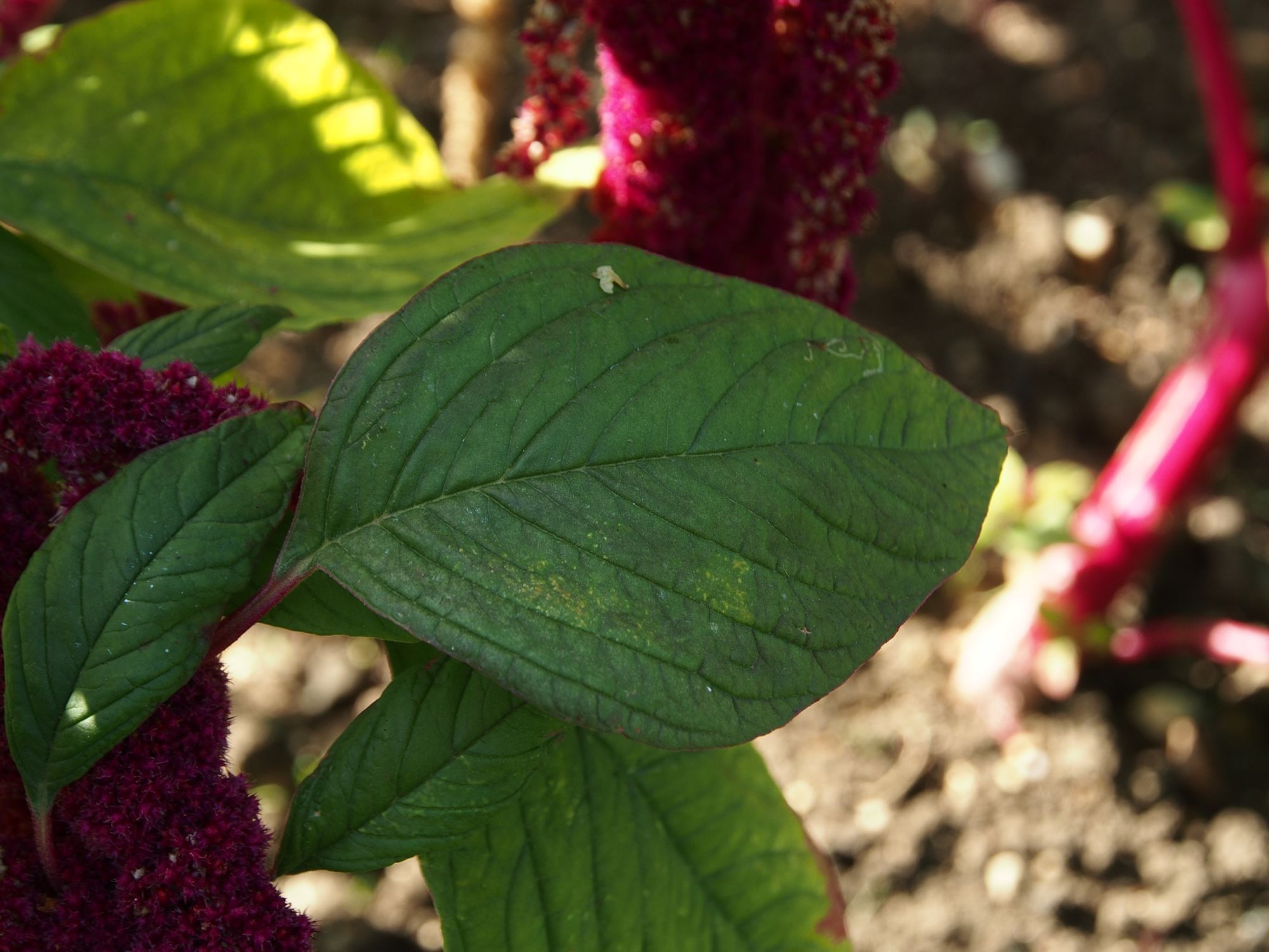 Image of Amaranthus caudatus