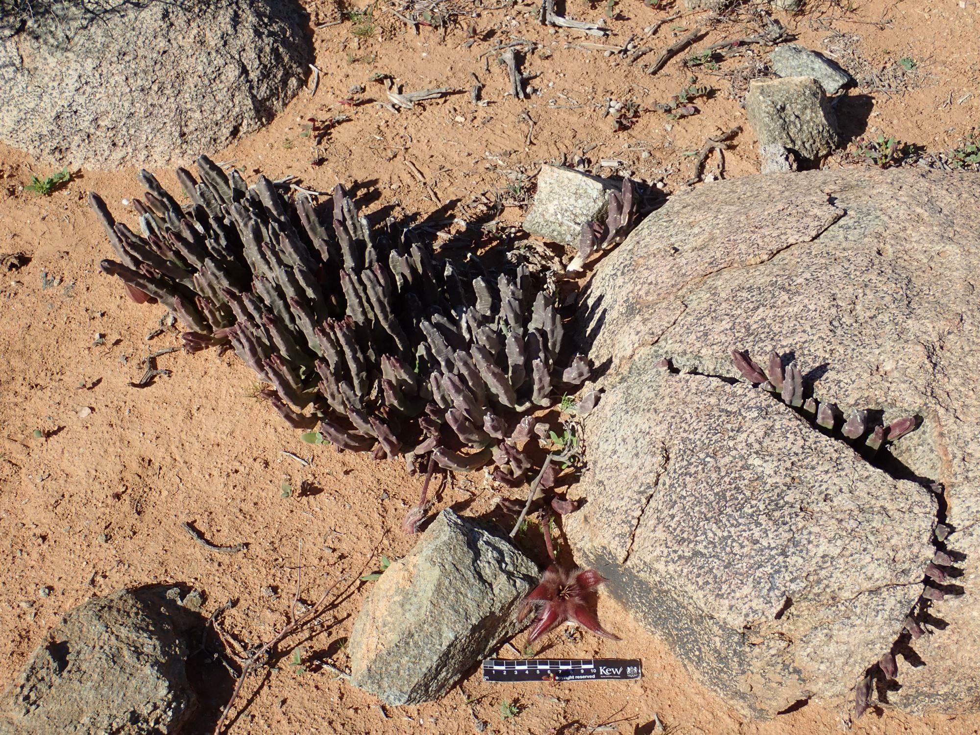 Image of Stapelia hirsuta var. gariepensis