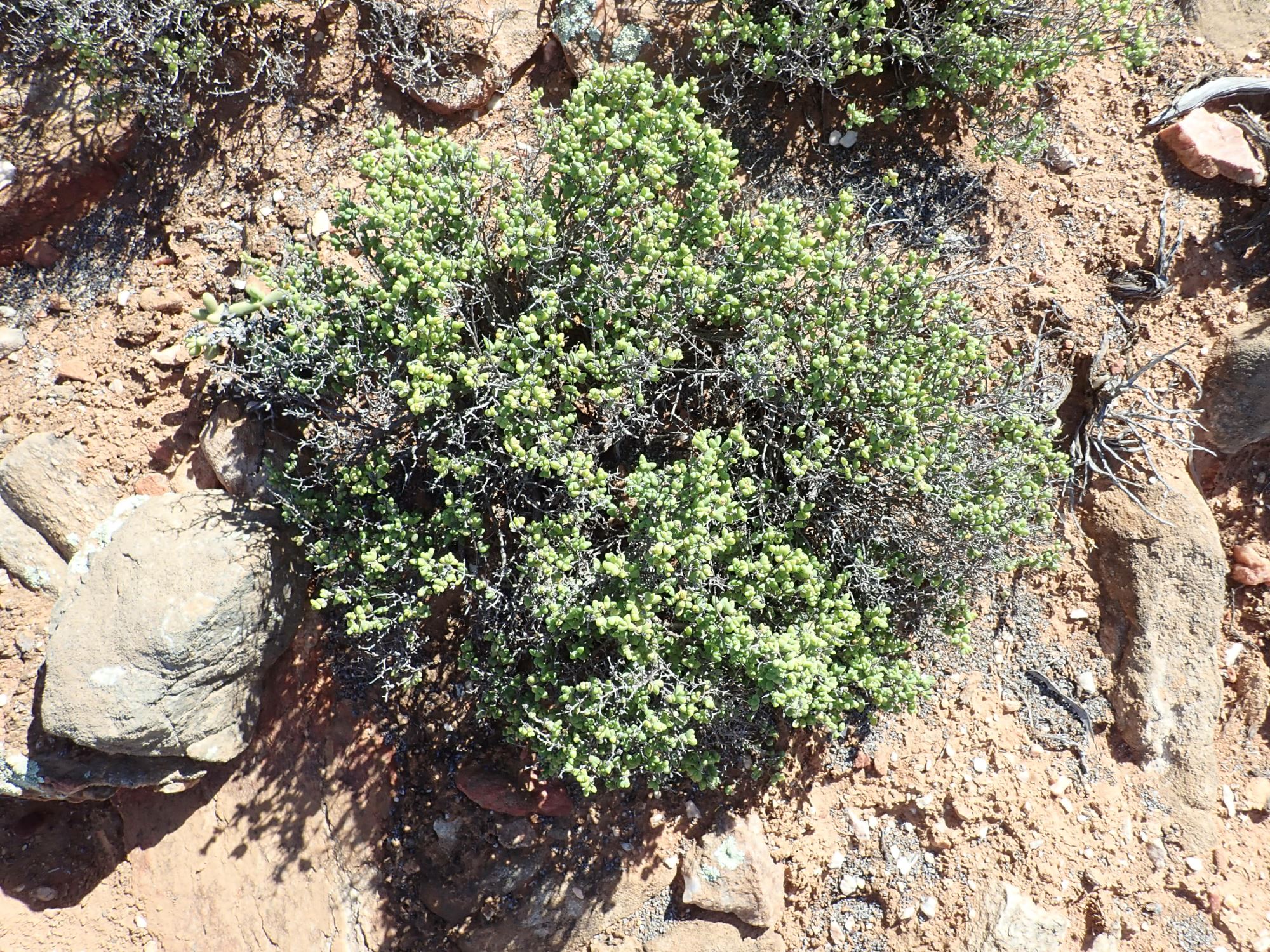 Image of Mitrophyllum clivorum