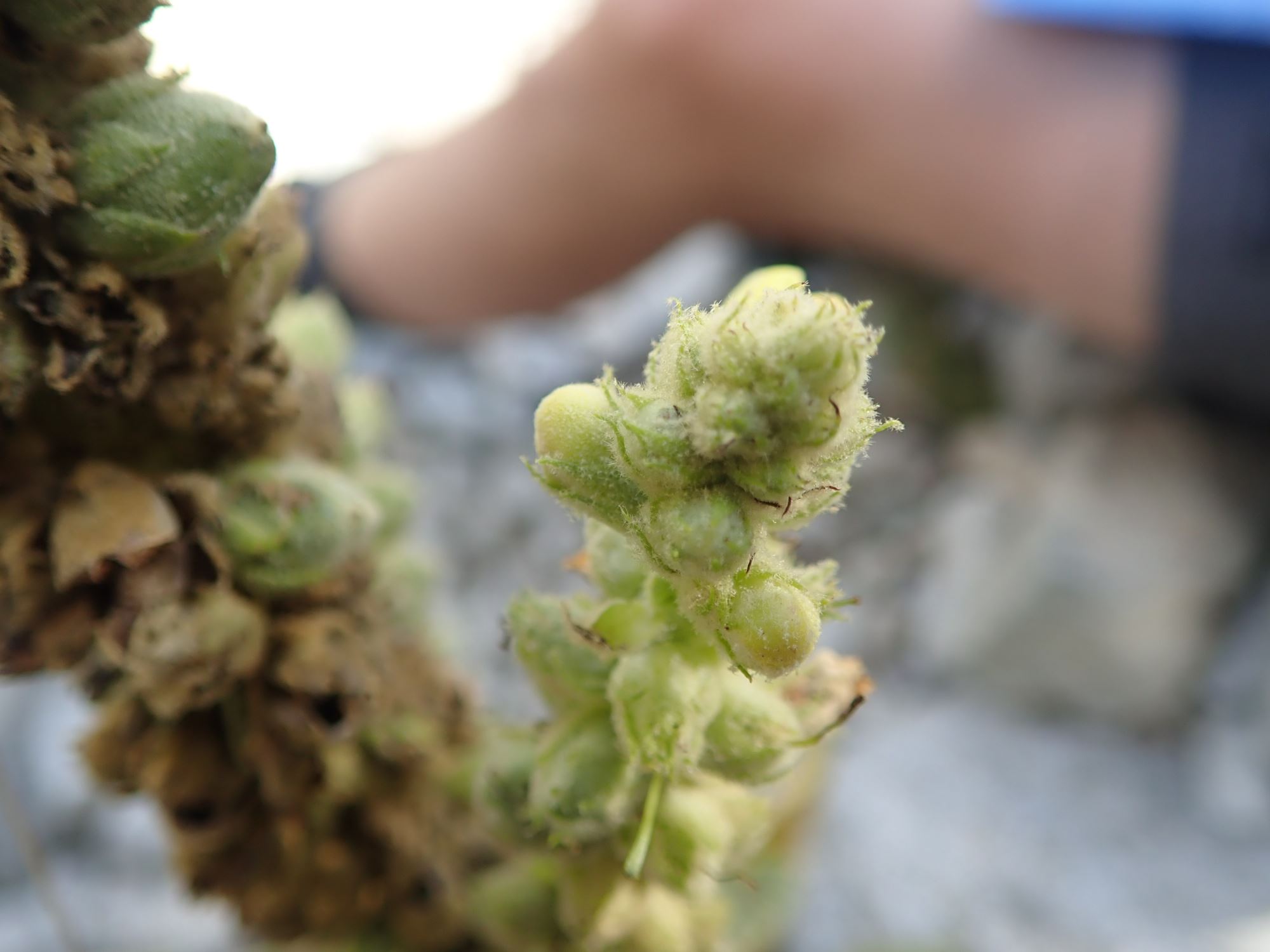 Image of Verbascum thapsus