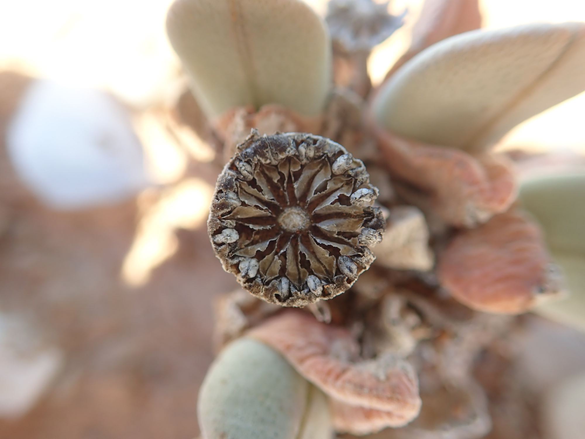 Image of Cheiridopsis herrei