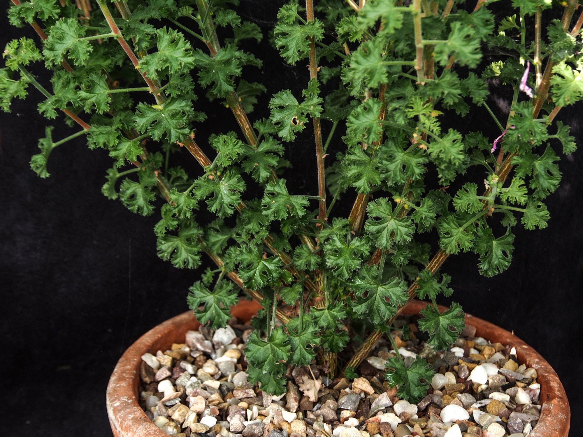 Image of Pelargonium crispum