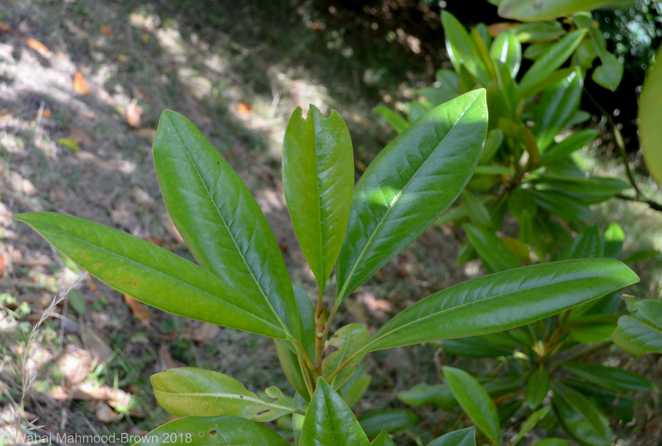 Image of Magnolia grandiflora