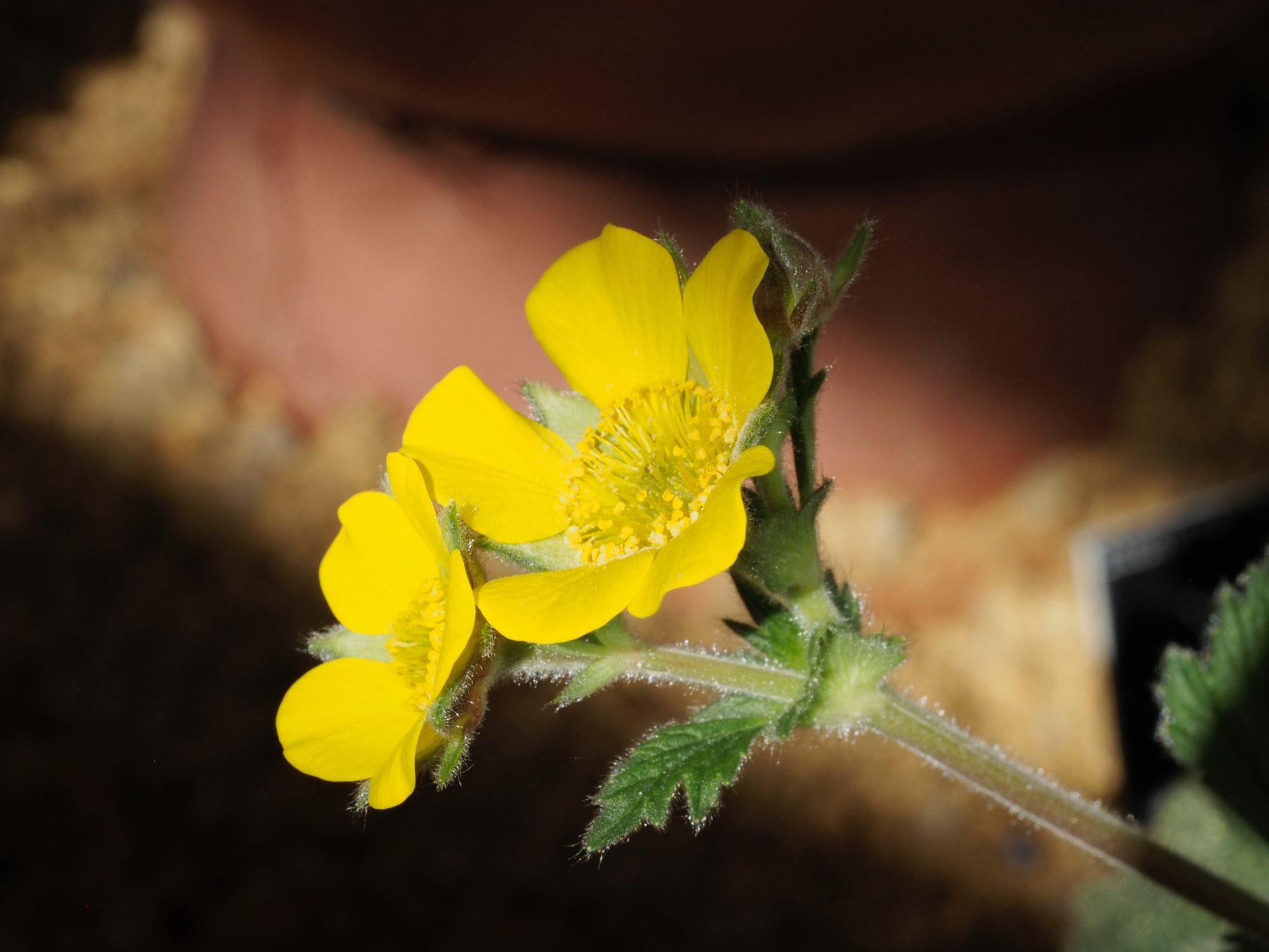 Image of Geum capense