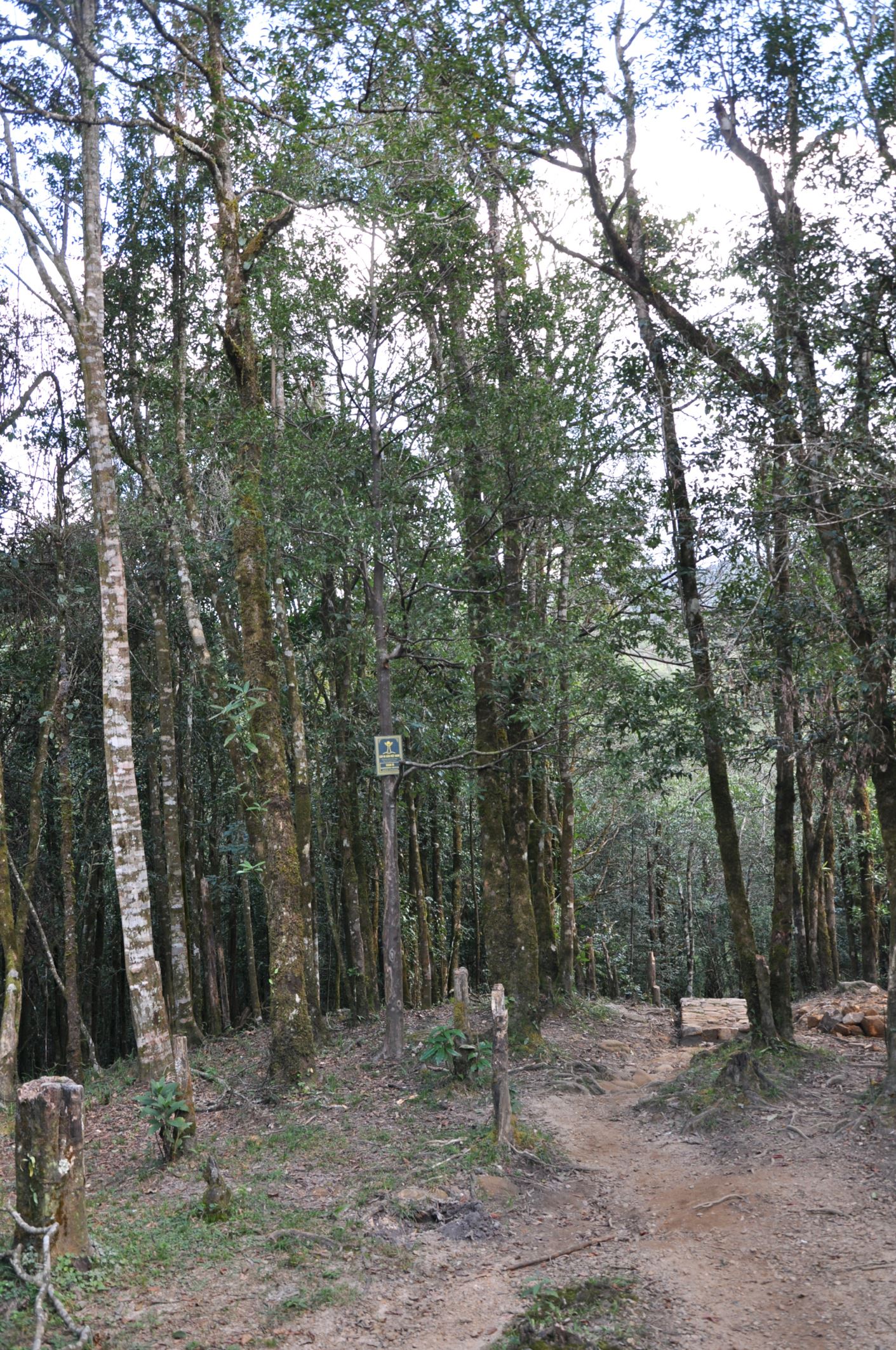 Image of Huodendron tibeticum
