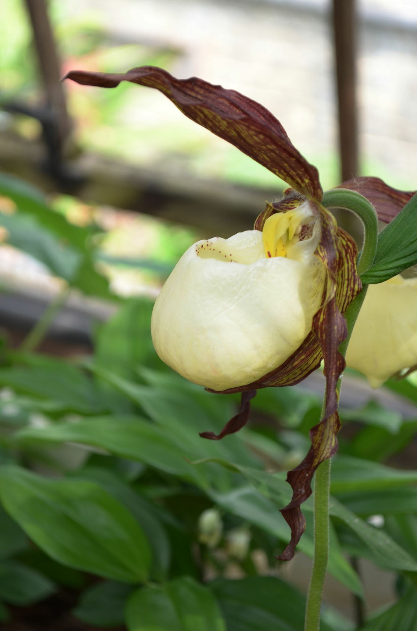 Image of Cypripedium kentuckiense