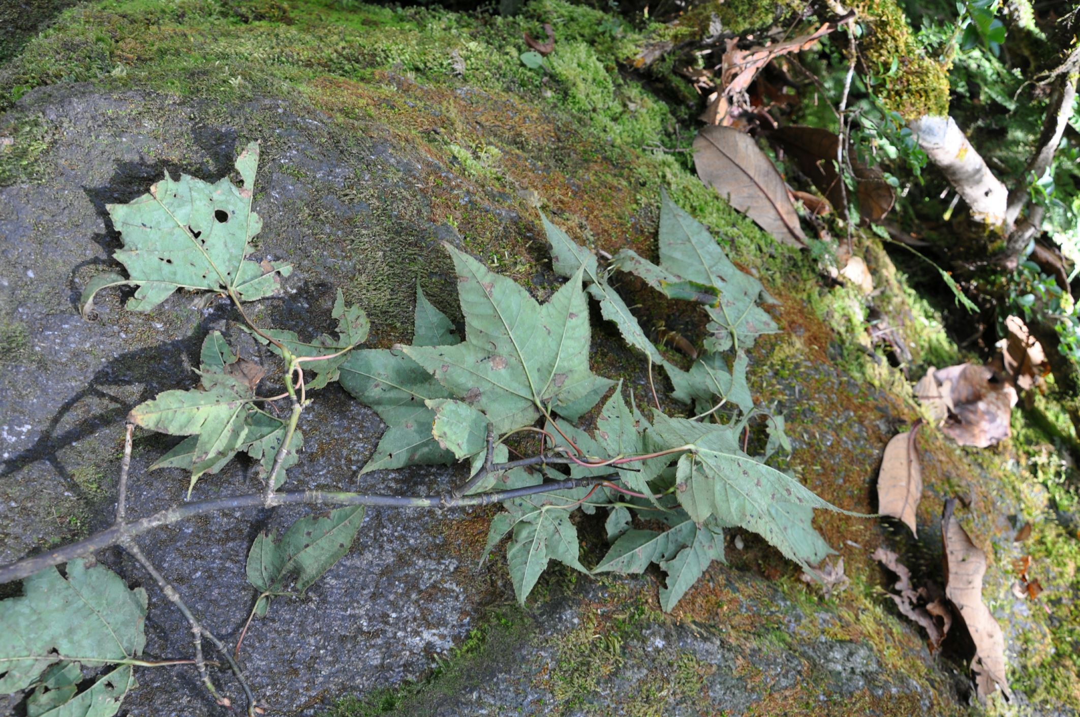 Image of Acer pectinatum