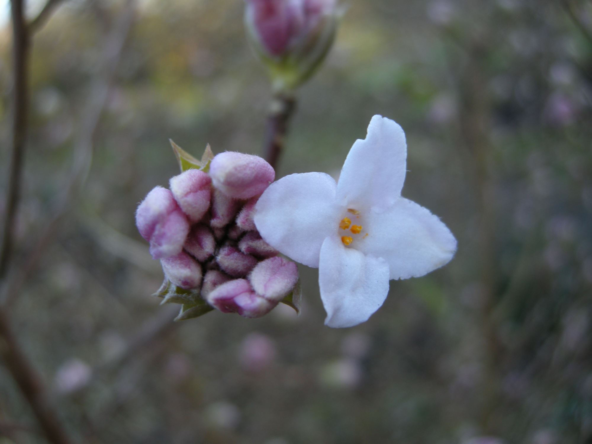 Image of Daphne bholua 'Jacqueline Postill'