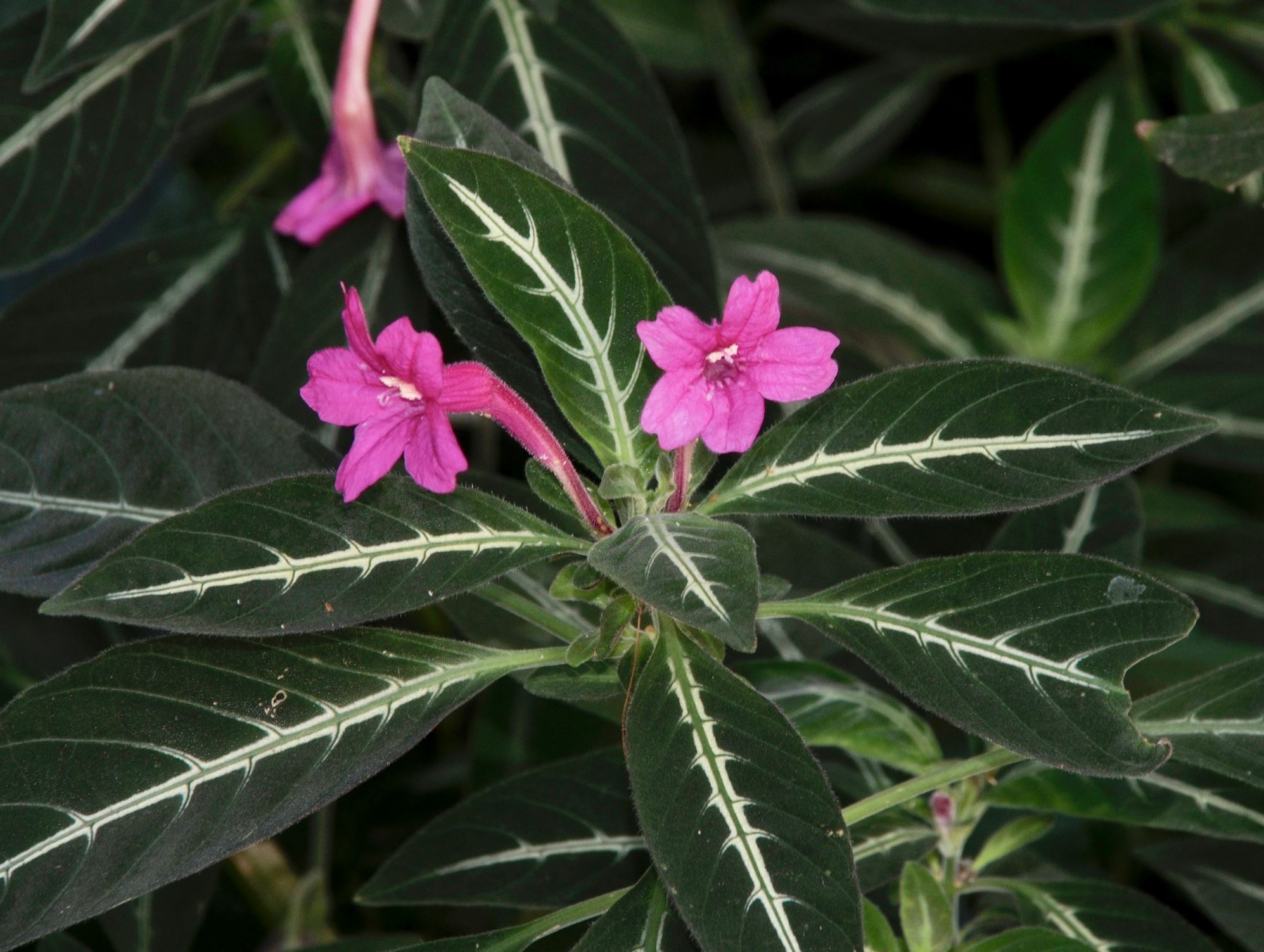 Image of Ruellia portellae