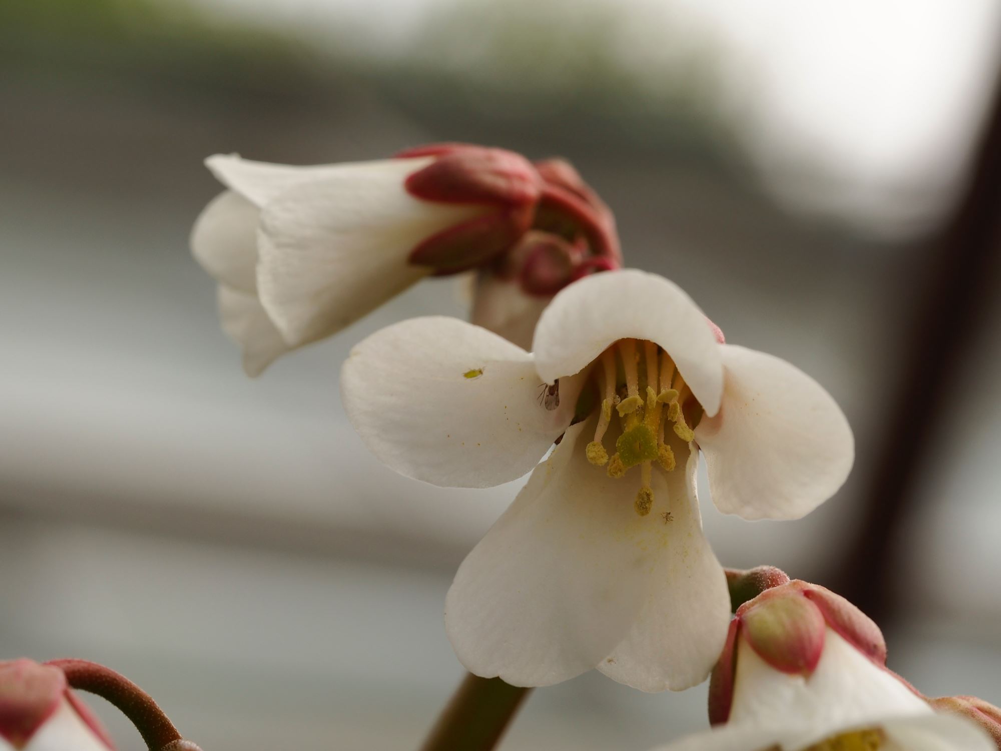 Image of Bergenia emeiensis