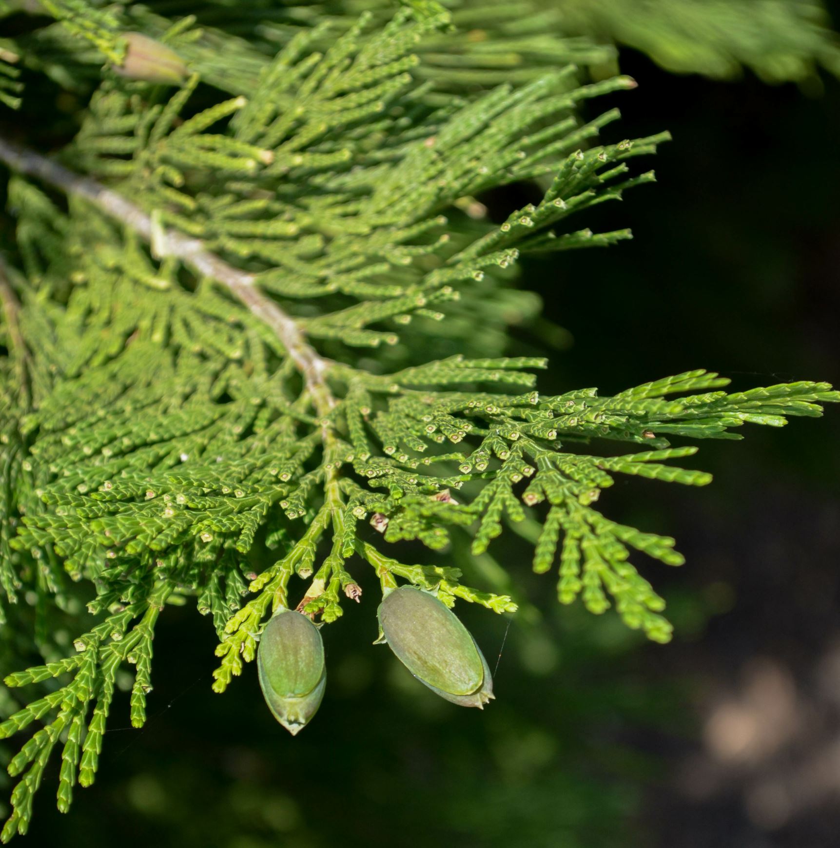 Image of Calocedrus decurrens