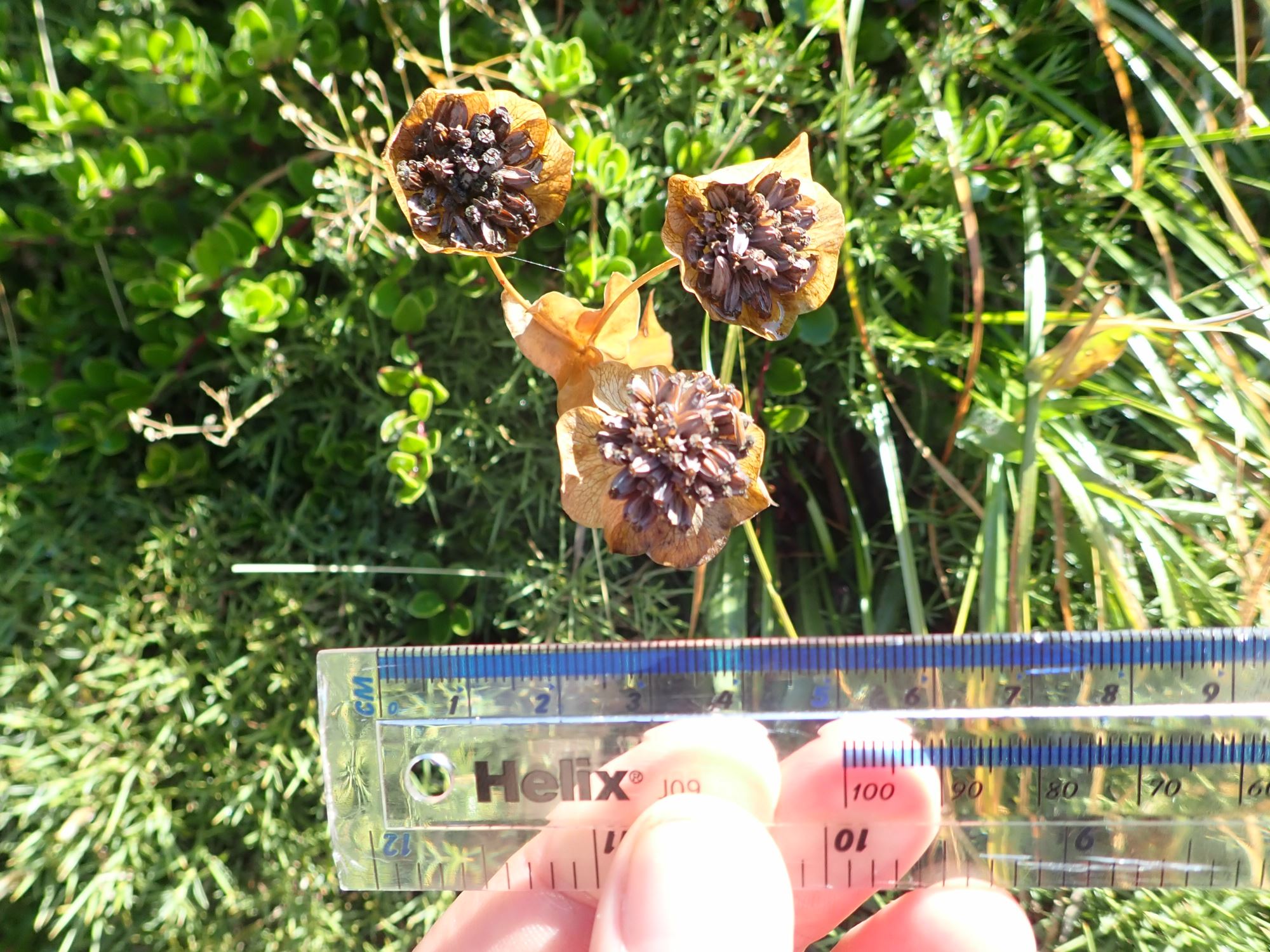 Image of Bupleurum angulosum