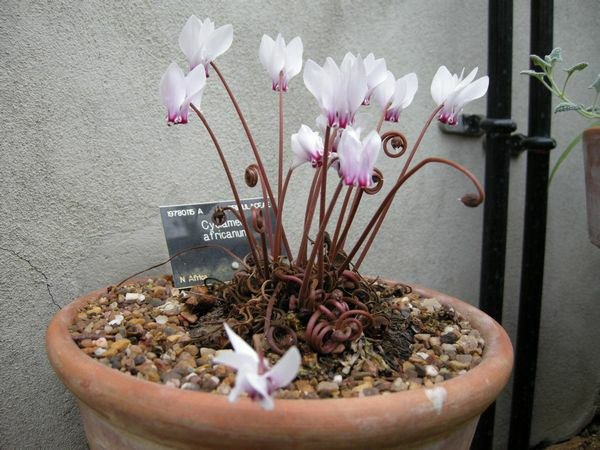 Image of Cyclamen africanum