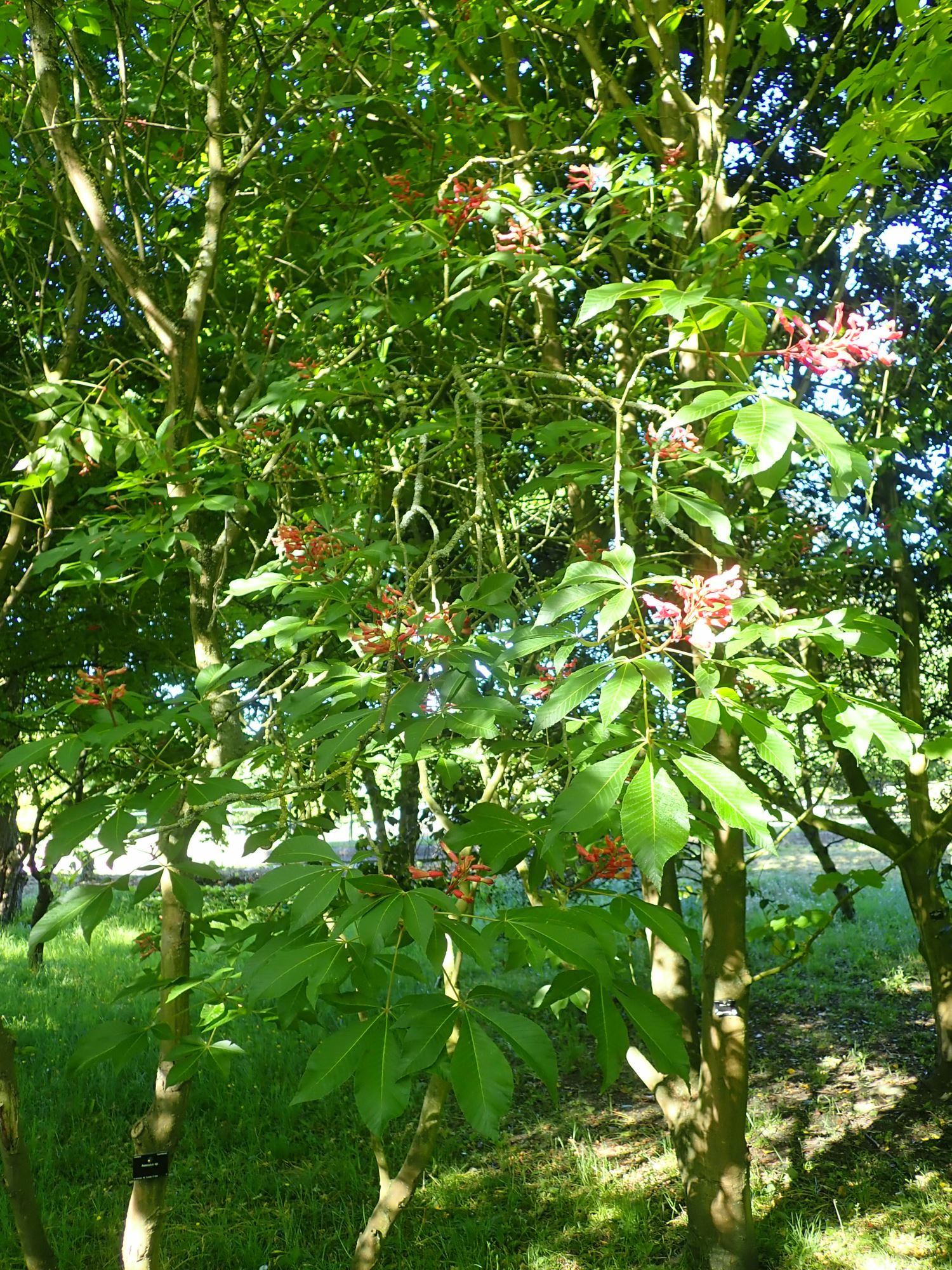 Image of Aesculus pavia