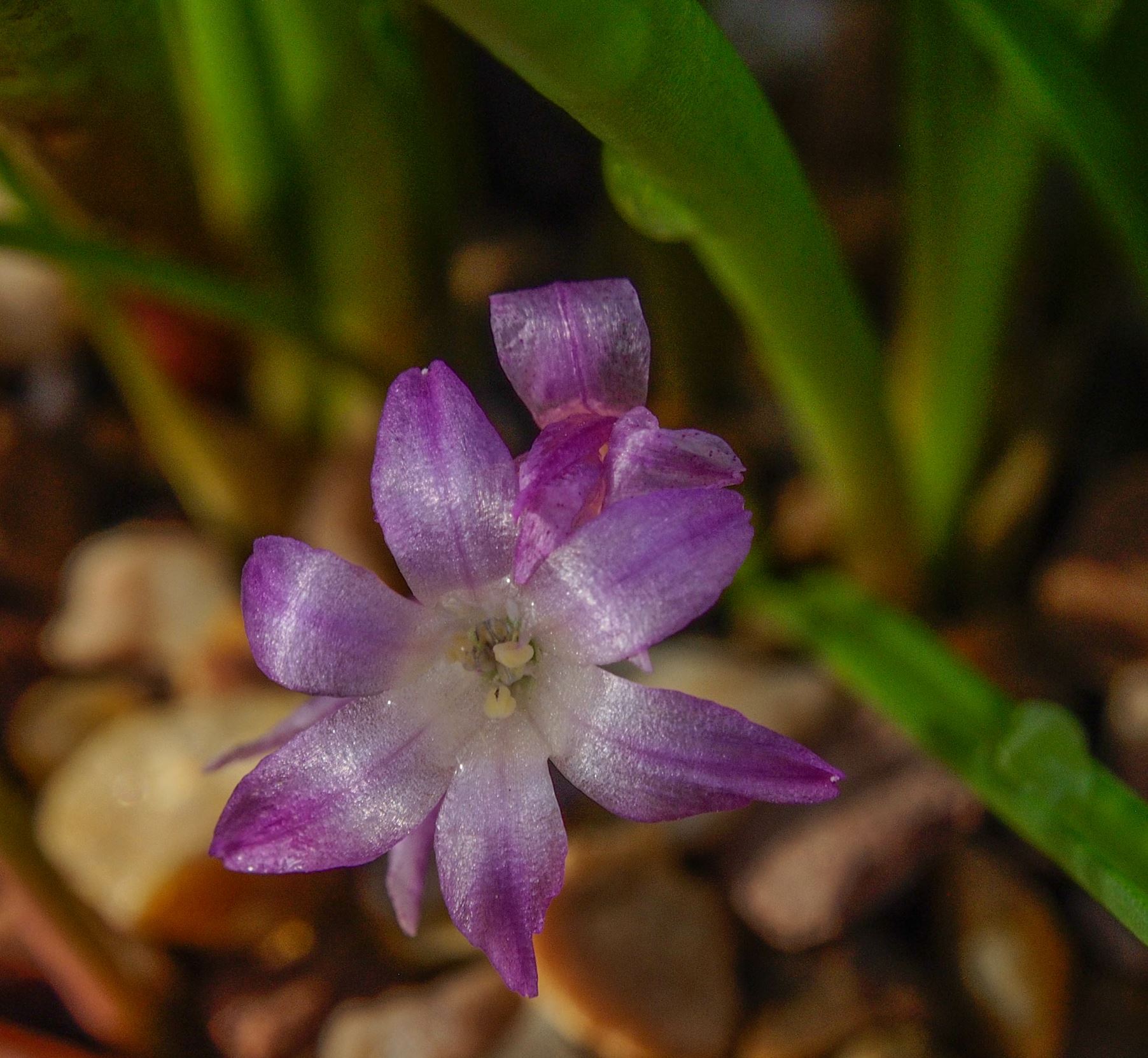 Image of Lachenalia paucifolia