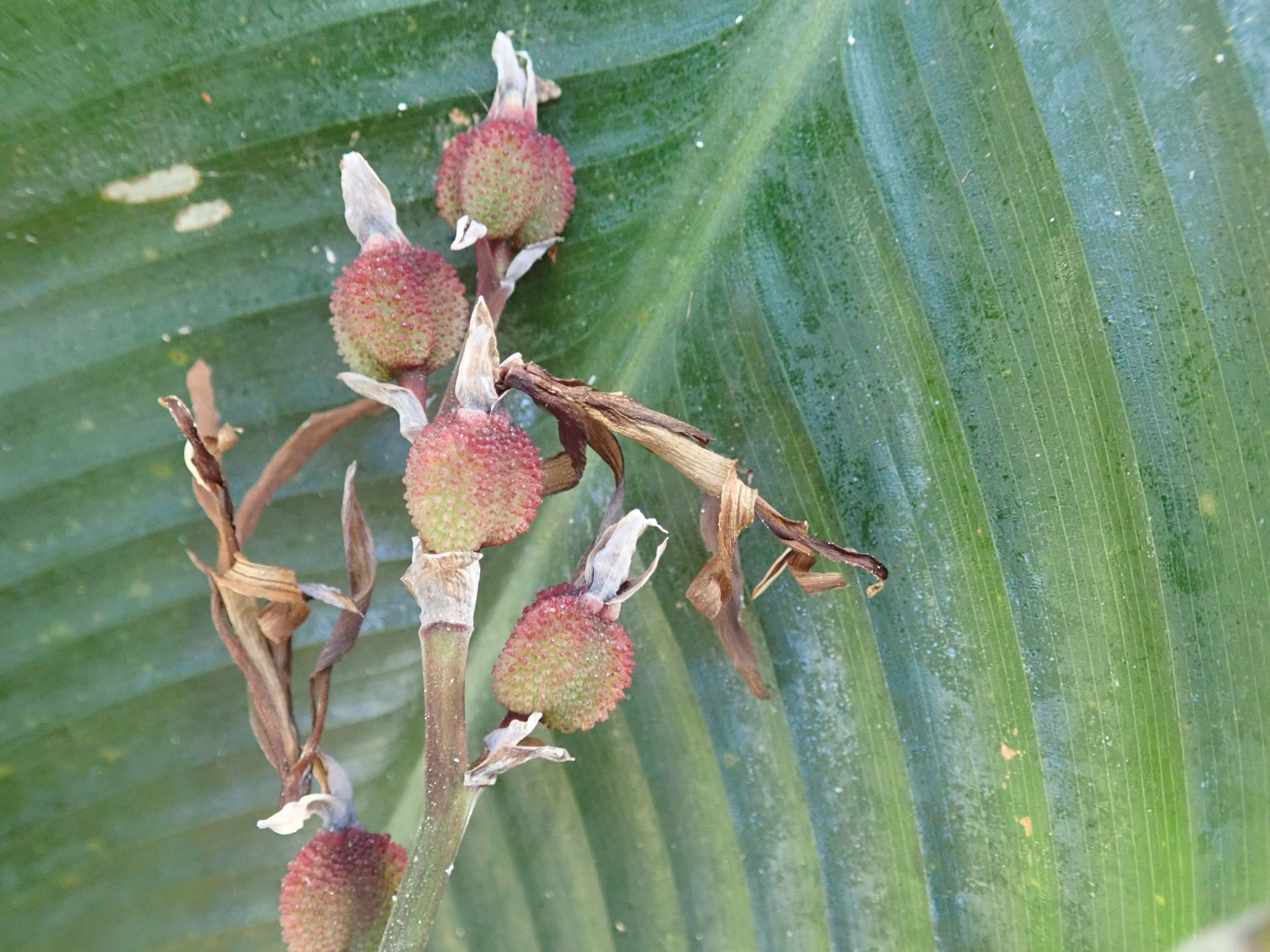Image of Canna indica