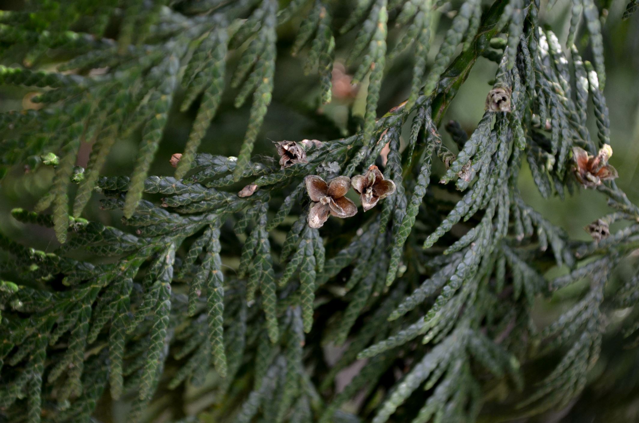 Image of Thuja plicata