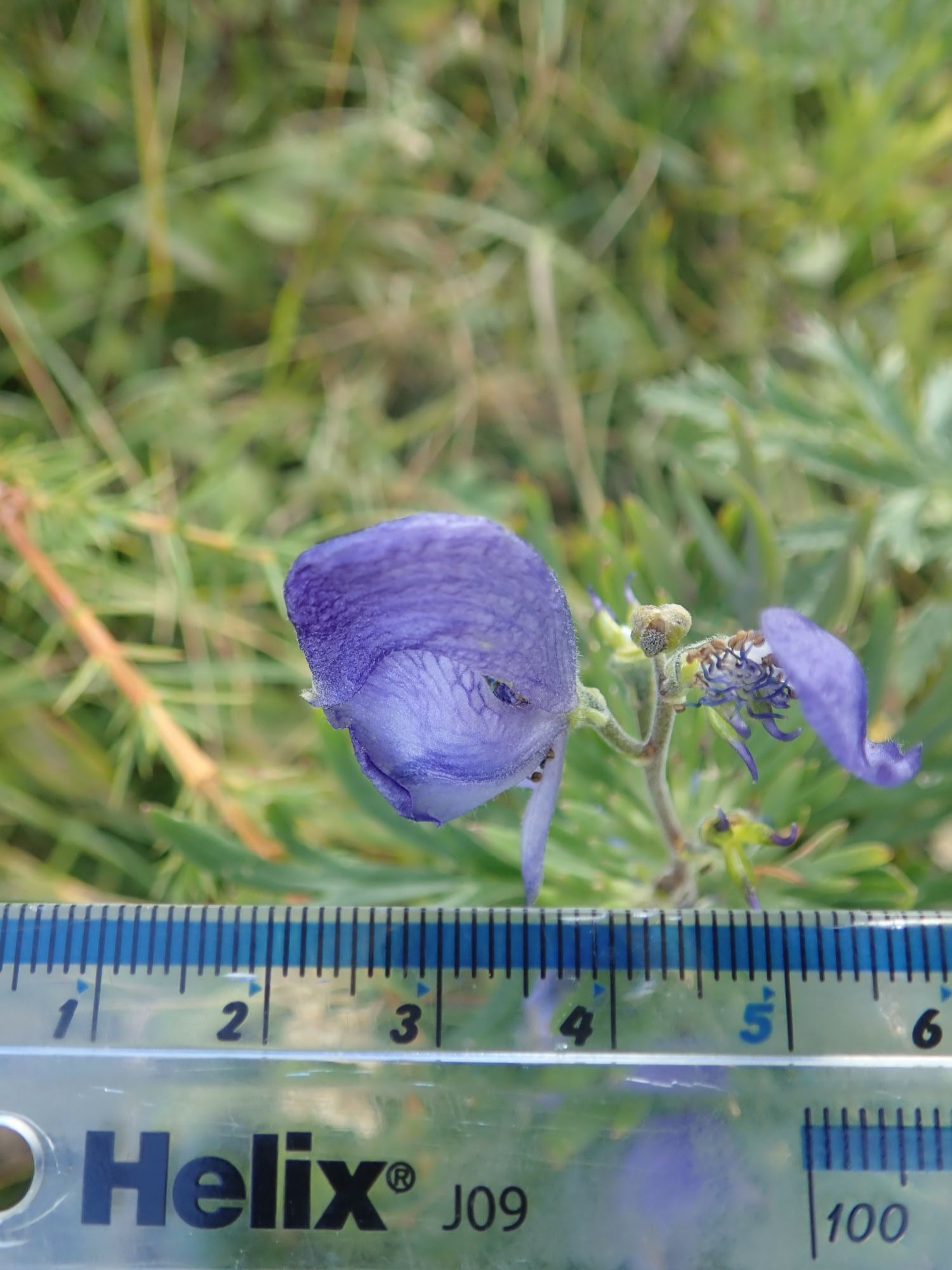 Image of Aconitum napellus