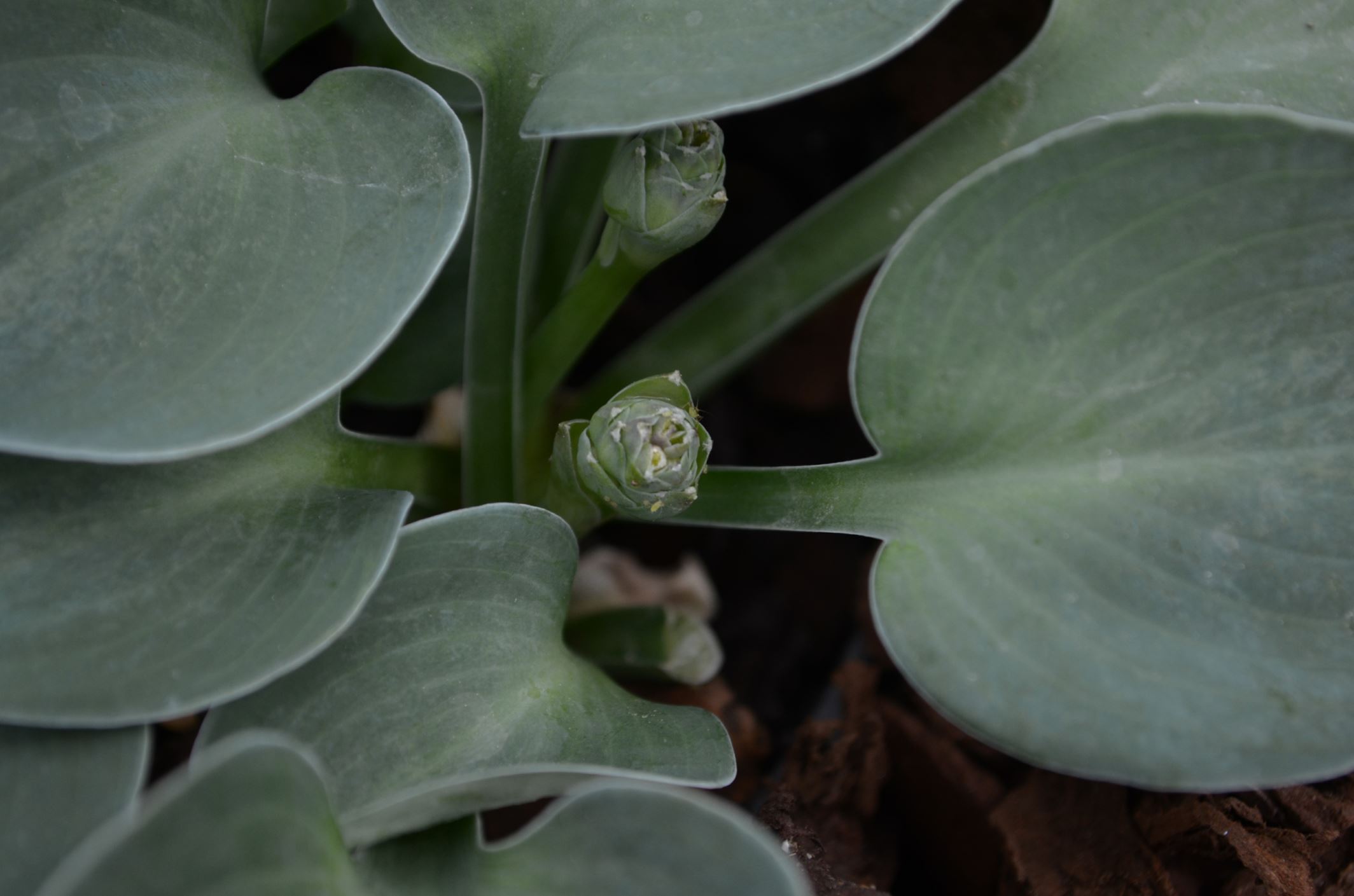 Image of Hosta 'Blue Mouse Ears'