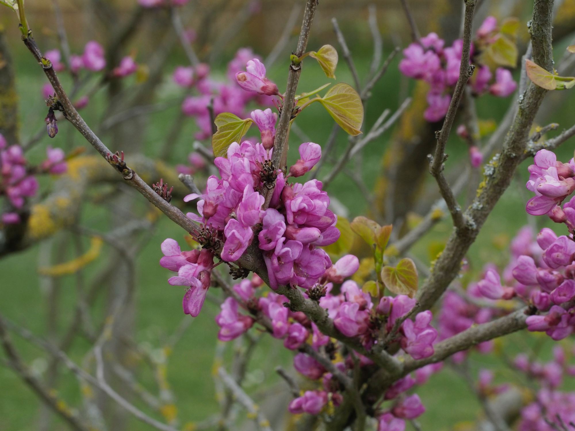 Image of Cercis chinensis